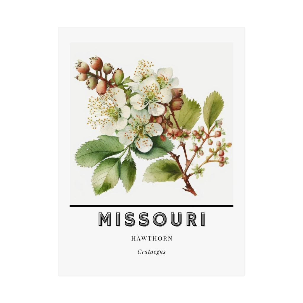 Missouri State Flower Poster - Hawthorn Watercolor Print