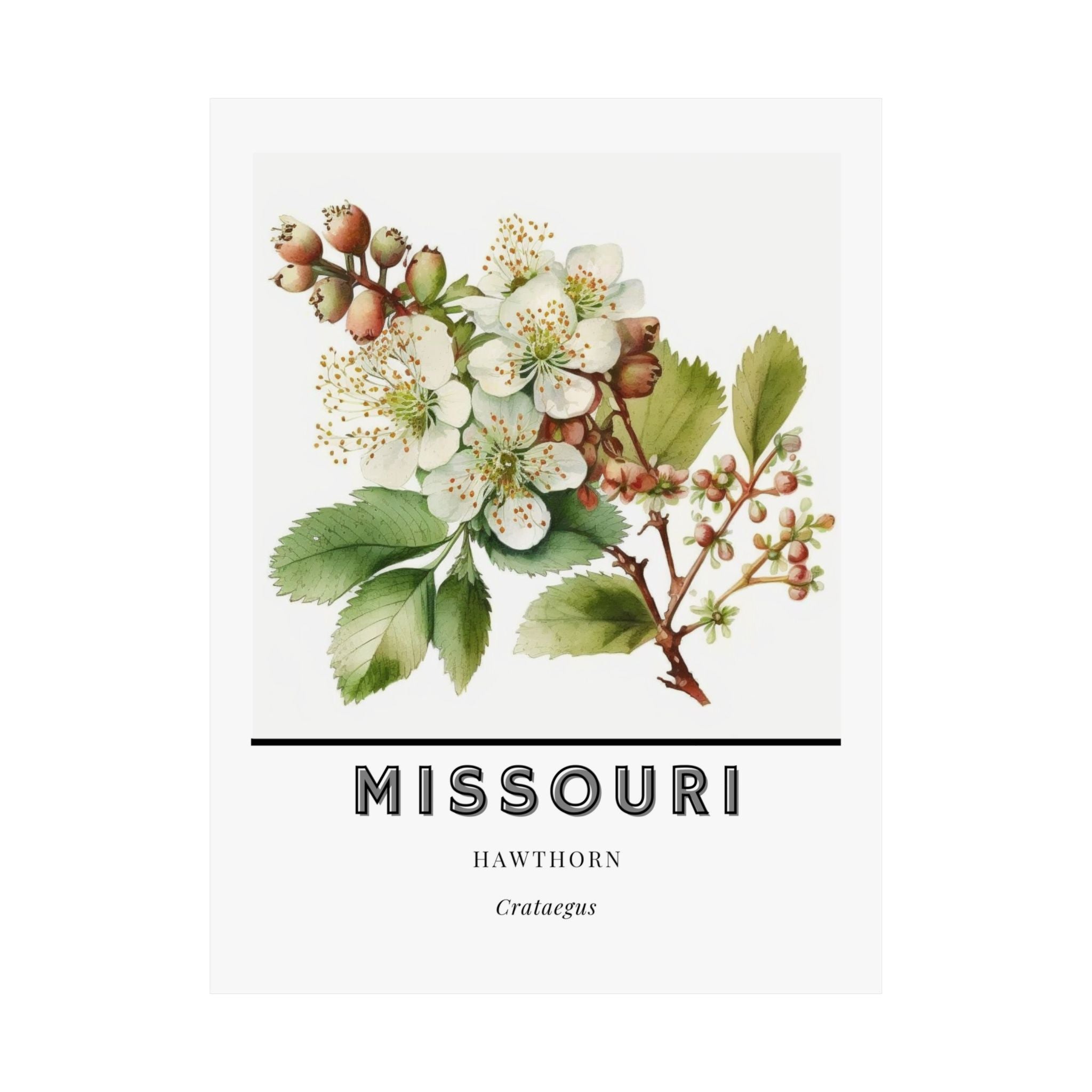 Missouri State Flower Poster - Hawthorn Watercolor Print