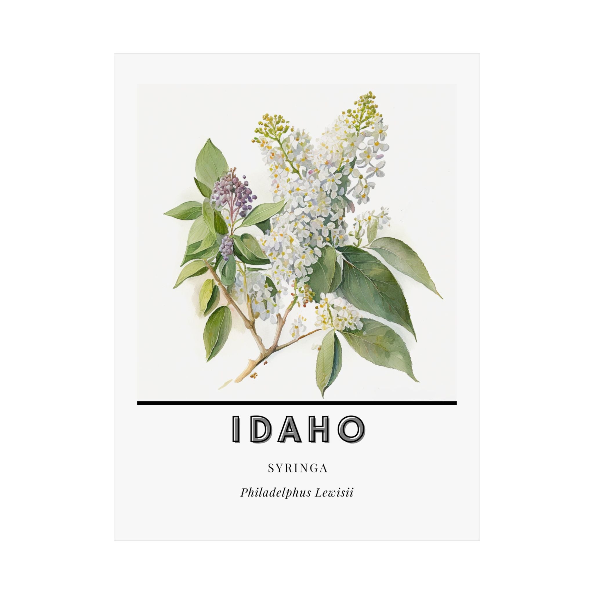 Idaho State Flower Poster - Syringa Mock Orange Print