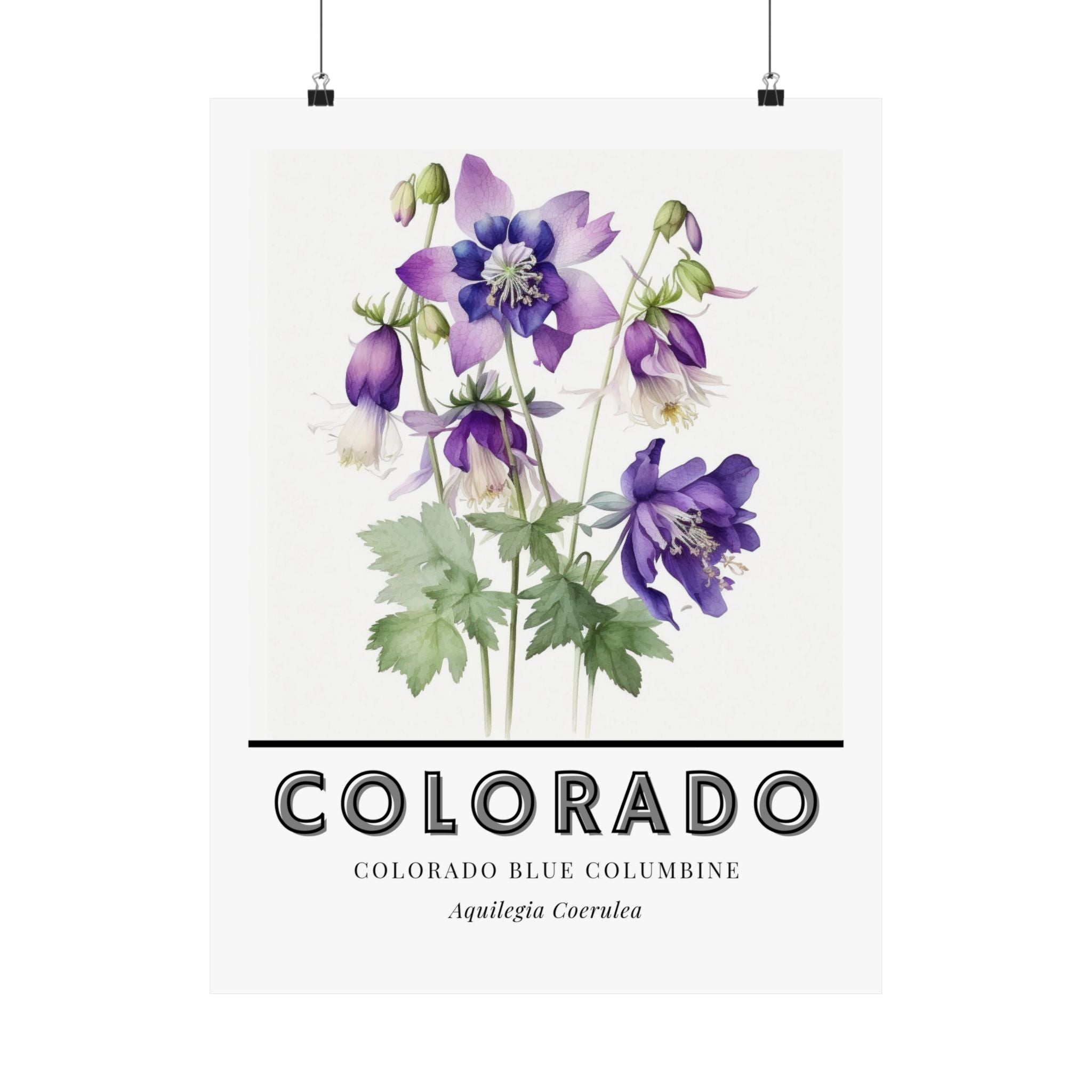 Colorado State Flower Poster - Columbine Watercolor Print