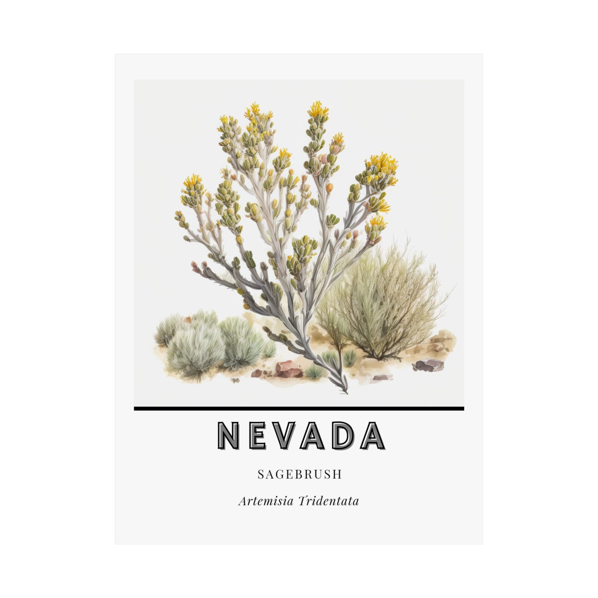 Nevada State Flower Poster - Sagebrush Botanical Print