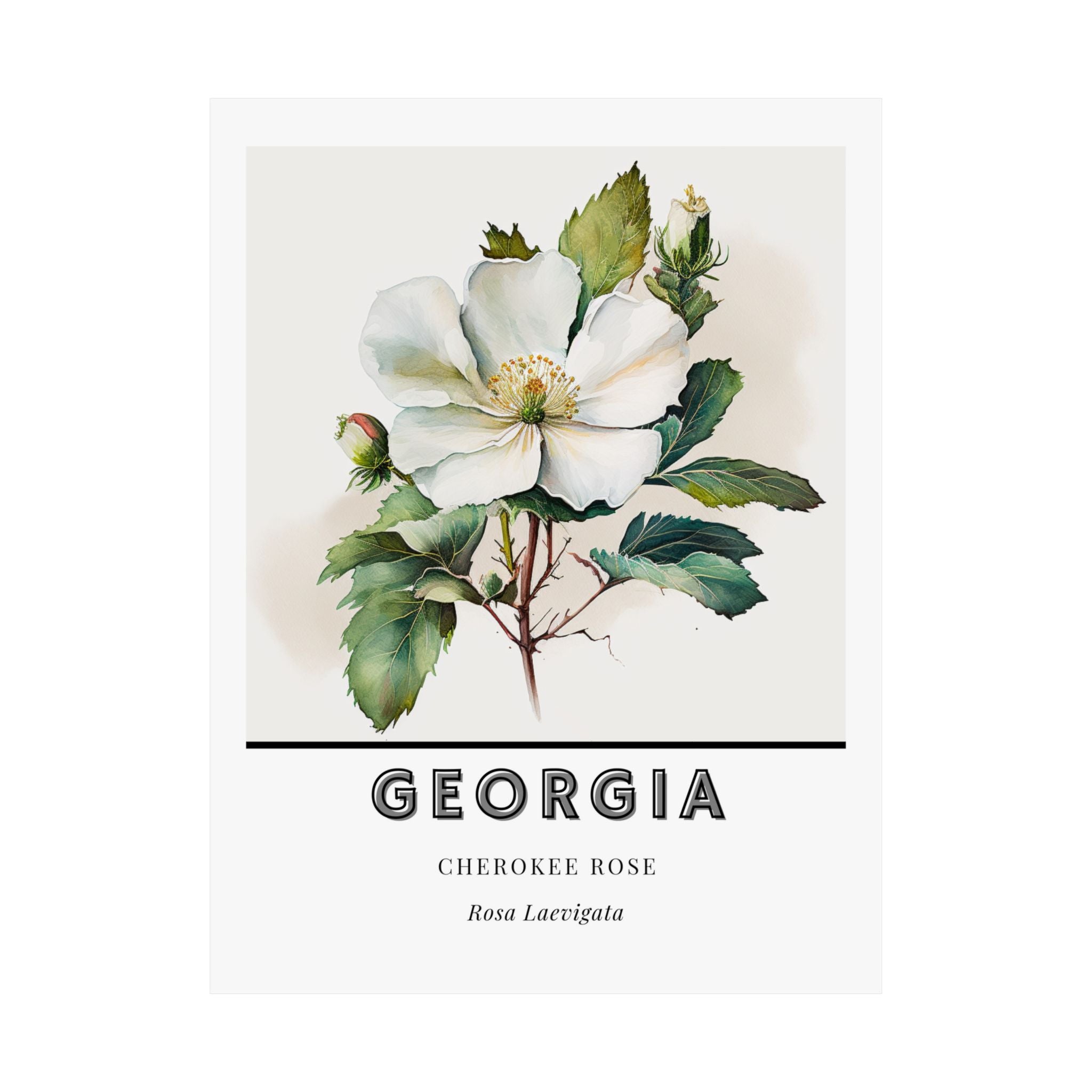 Georgia State Flower Poster - Cherokee Rose Botanical Print