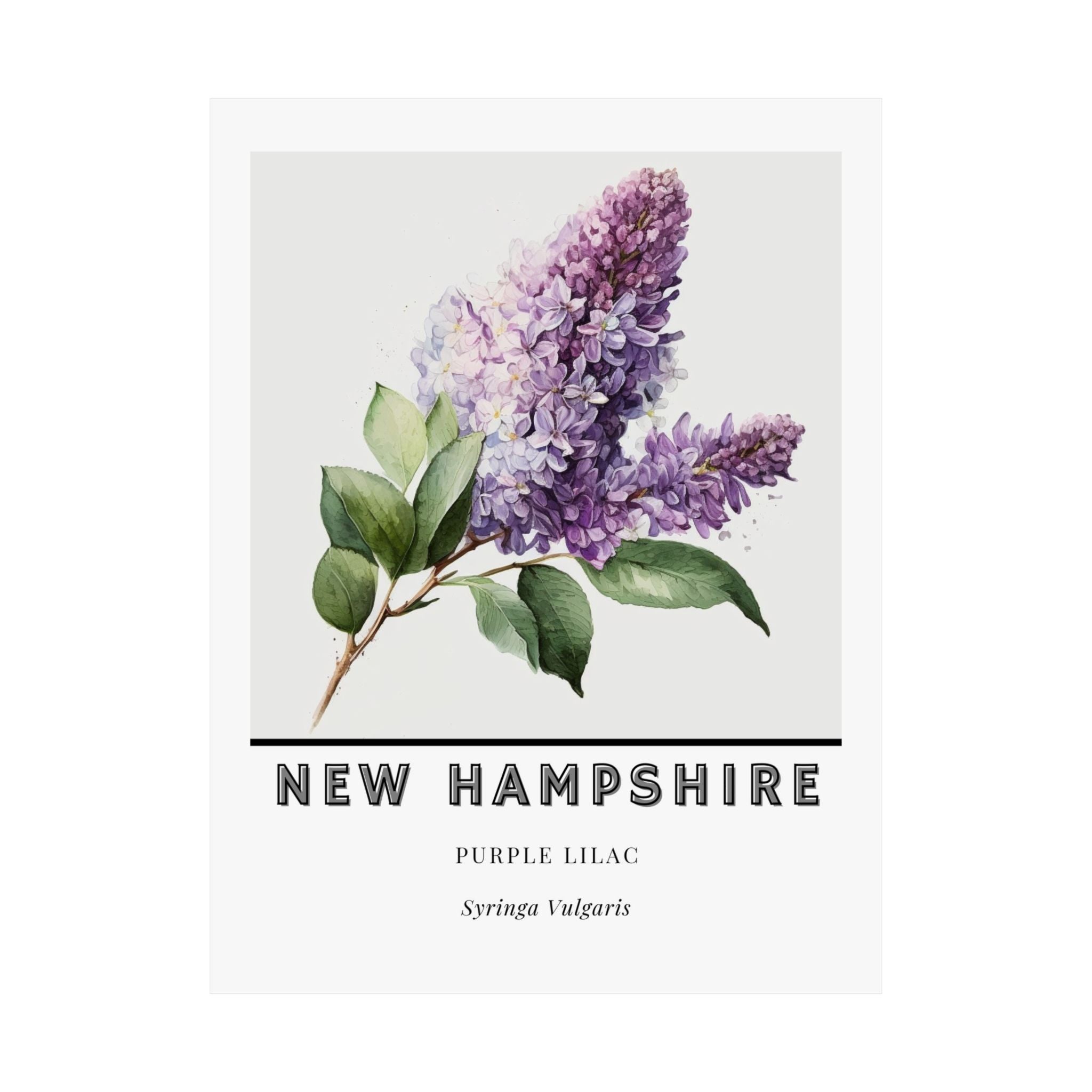 New Hampshire State Flower Poster - Purple Lilac Print