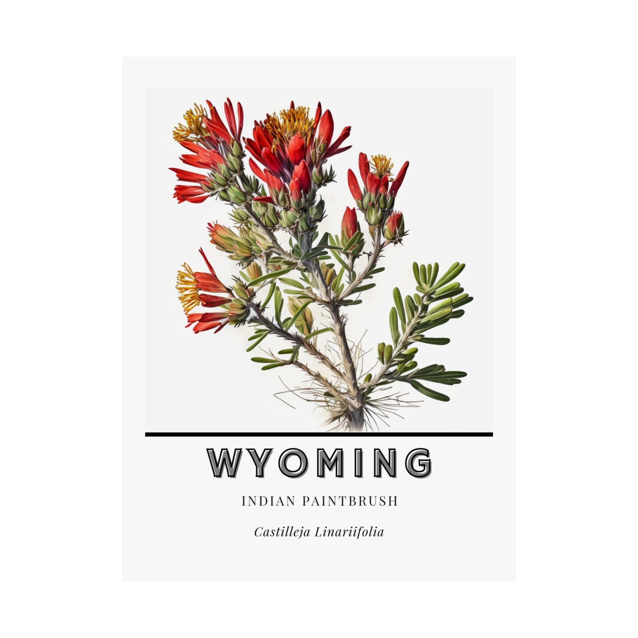 Wyoming State Flower Poster - Indian Paintbrush Print