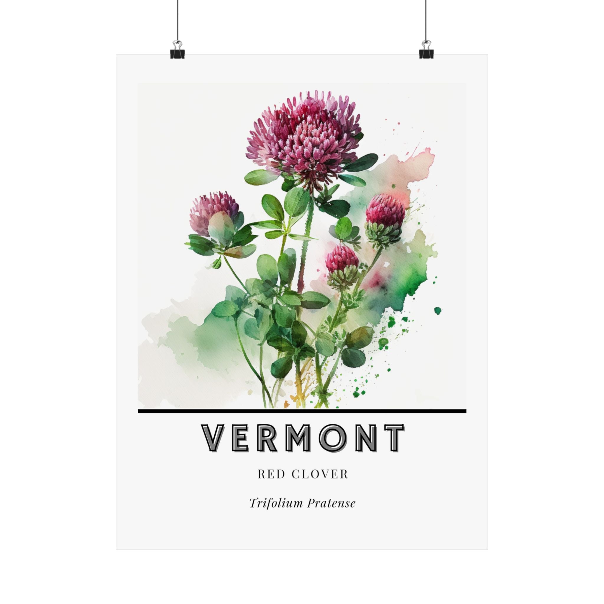 Vermont State Flower Poster - Red Clover Botanical Print