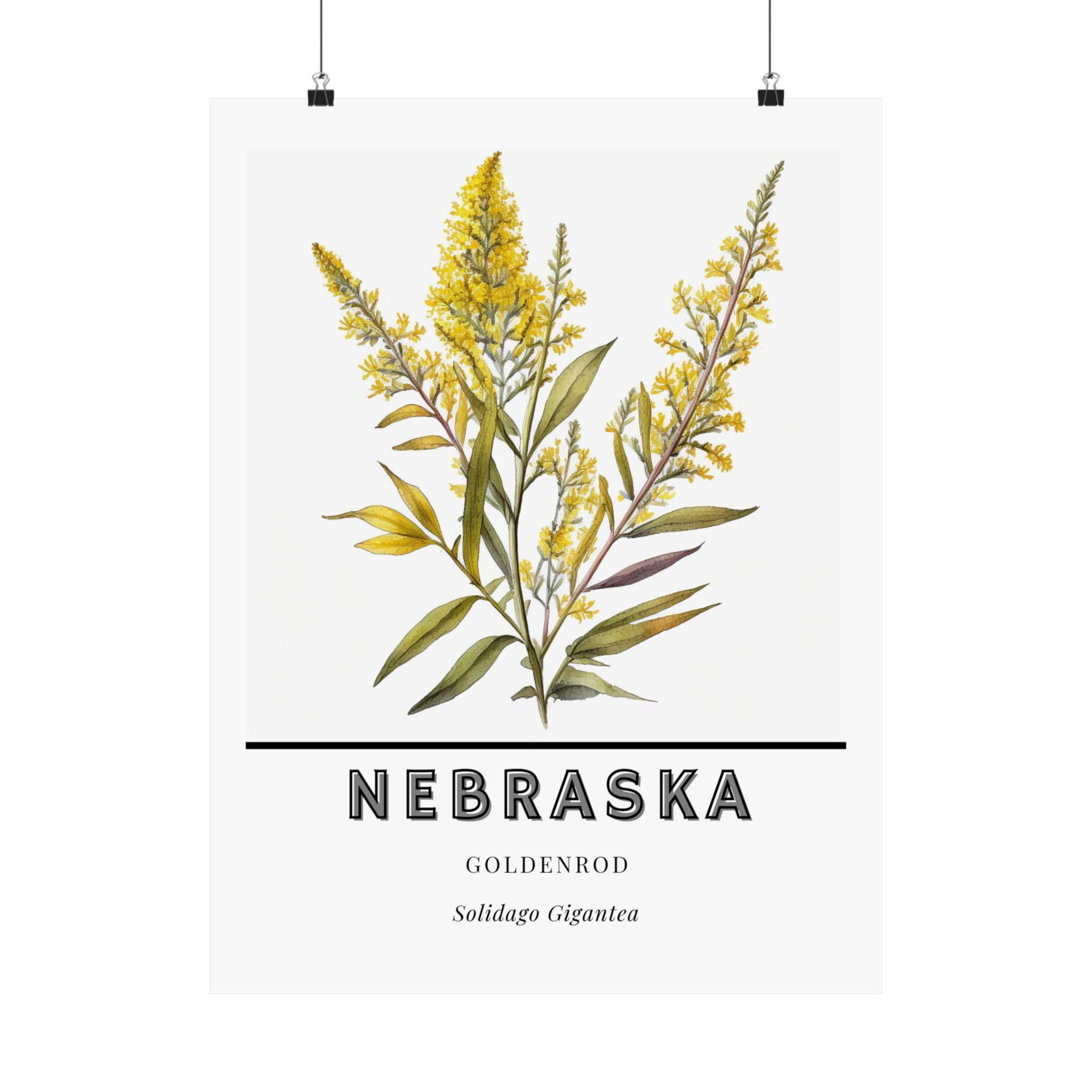 Nebraska State Flower Poster - Goldenrod Watercolor Print