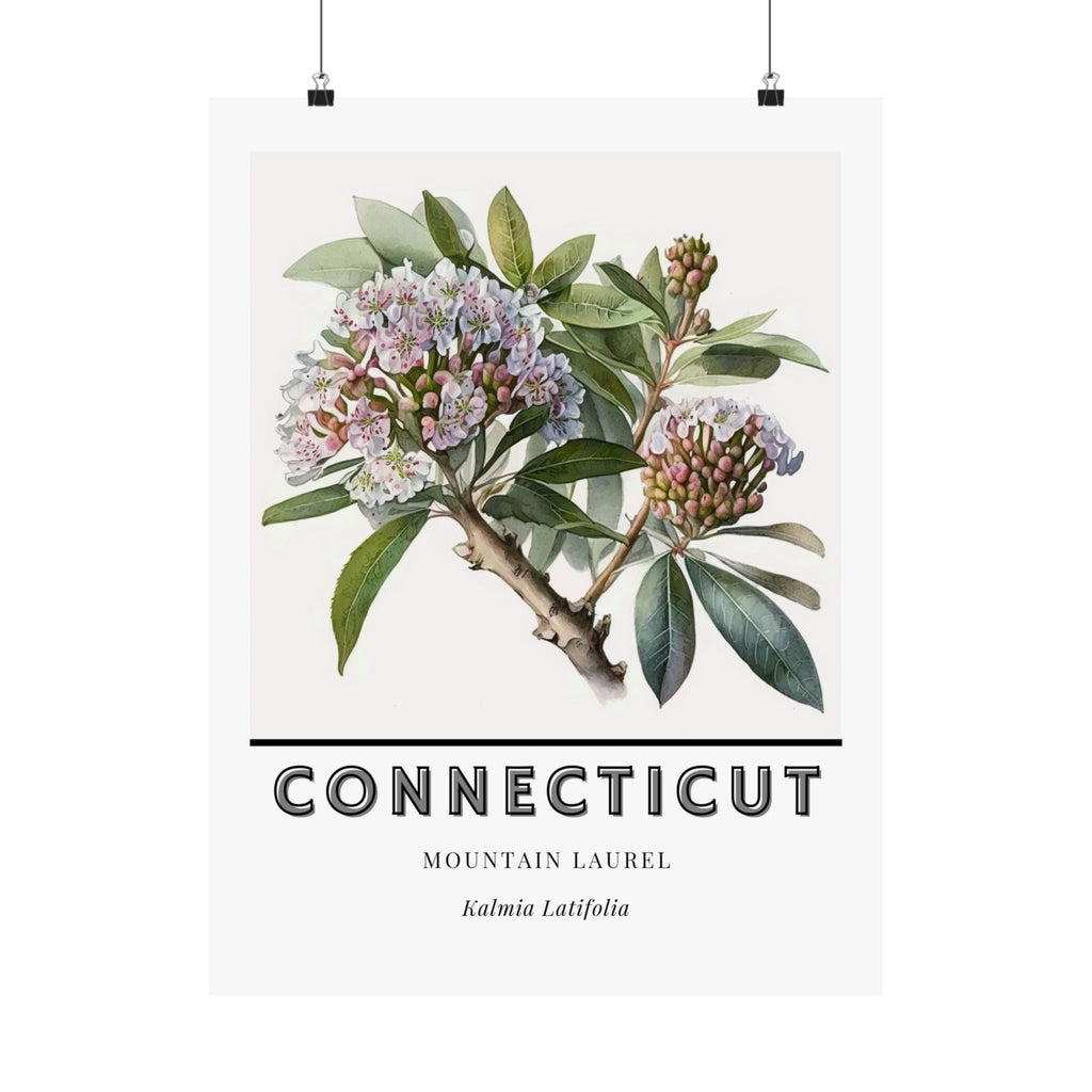 Connecticut State Flower Poster - Mountain Laurel Print