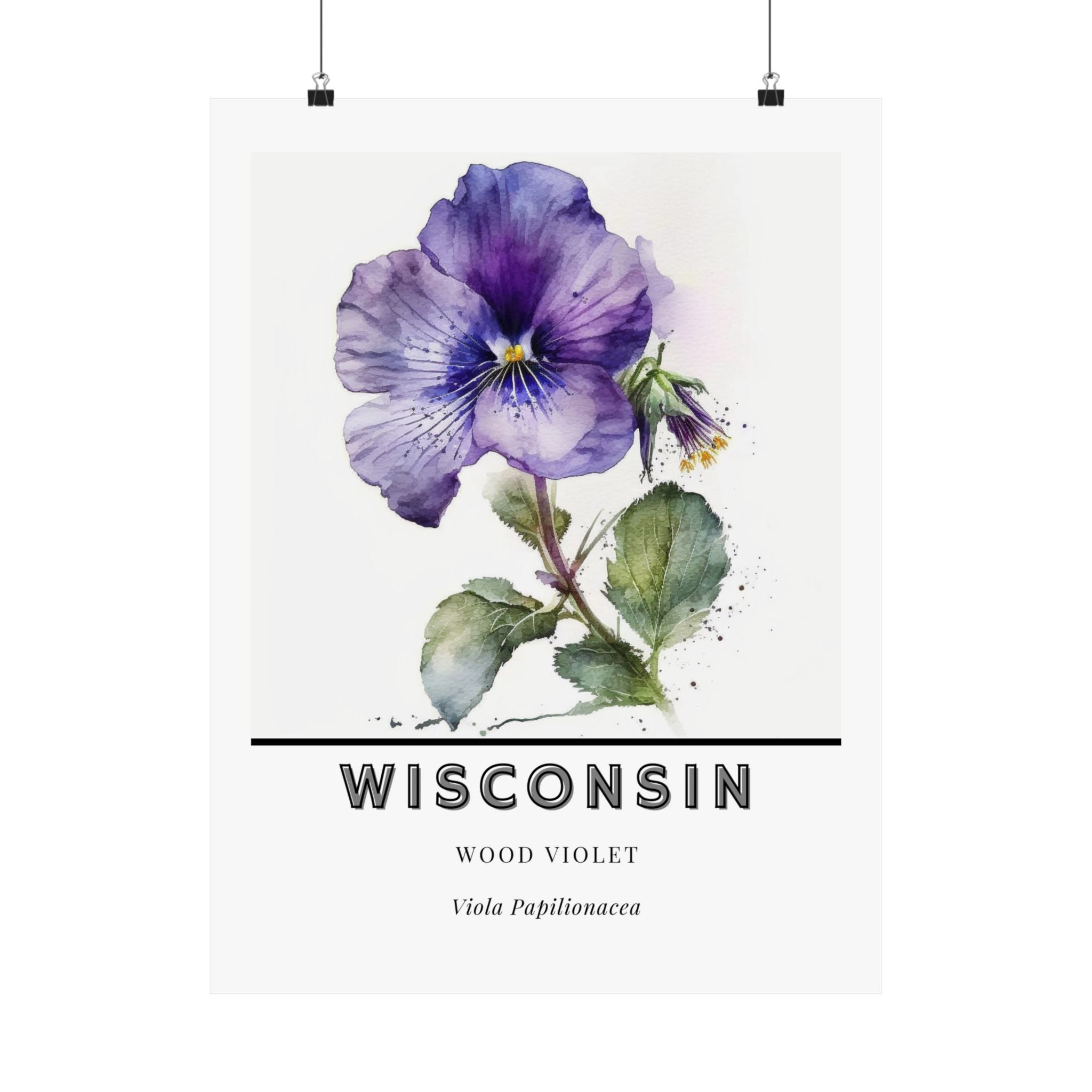 Wisconsin State Flower Poster - Wood Violet Print
