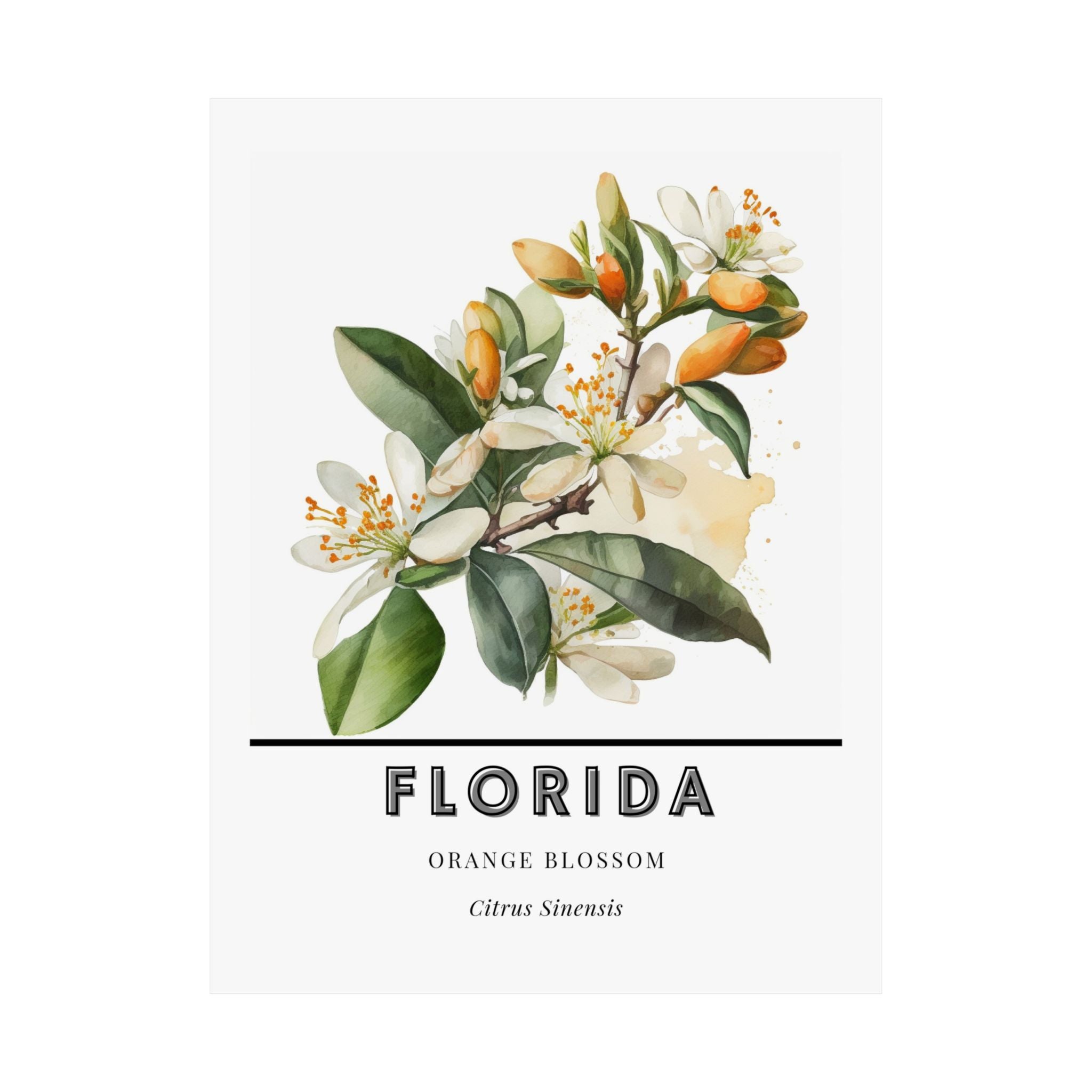 Florida State Flower Poster - Orange Blossom Watercolor Print