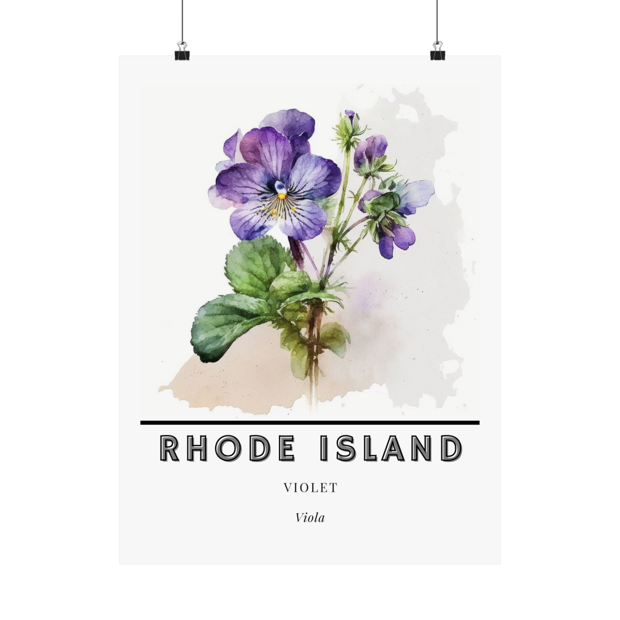 Rhode Island State Flower Poster - Violet Print