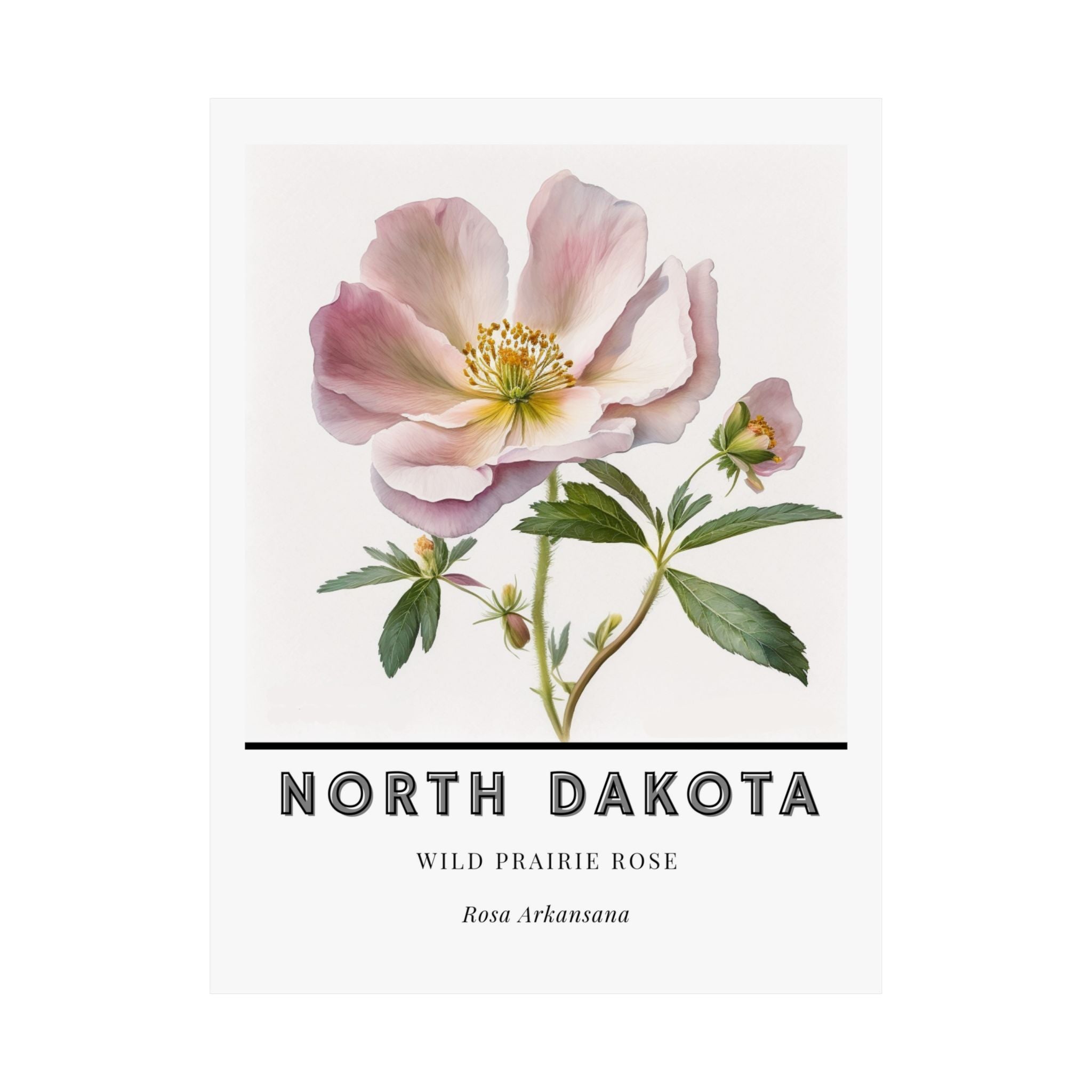 North Dakota State Flower Poster - Wild Prairie Rose Print
