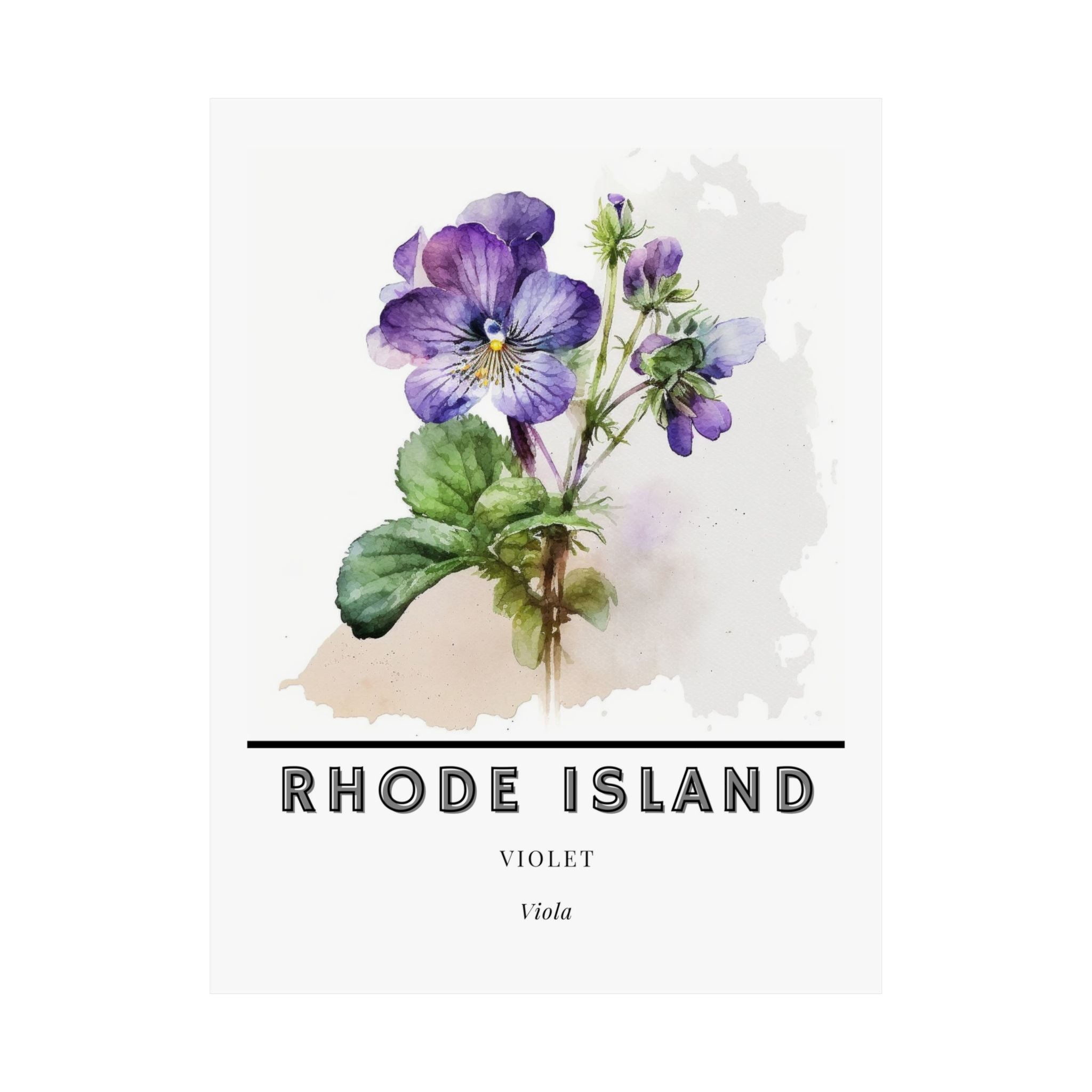 Rhode Island State Flower Poster - Violet Print