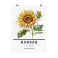 Kansas State Flower Poster - Sunflower Watercolor Print