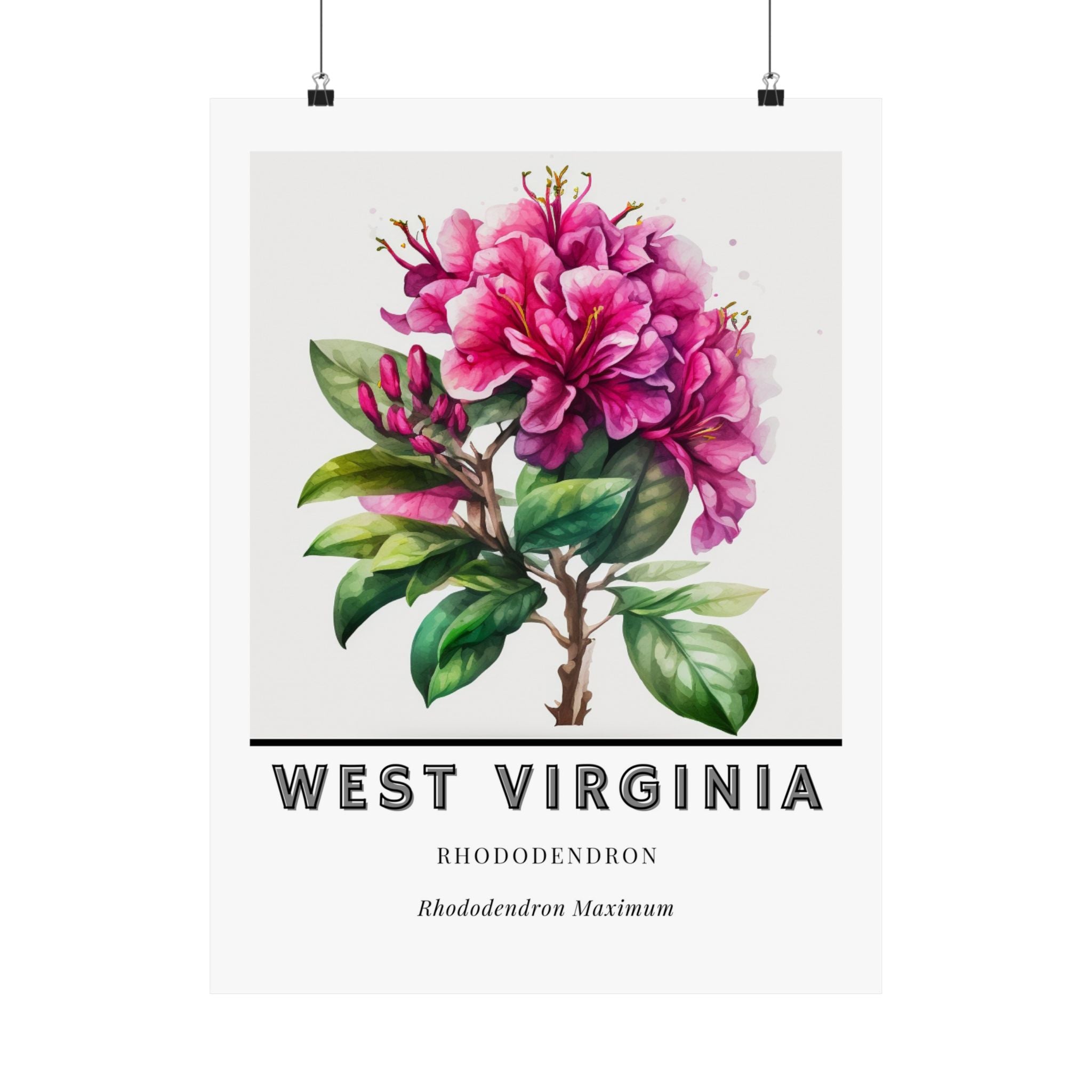 West Virginia State Flower Poster - Rhododendron Print