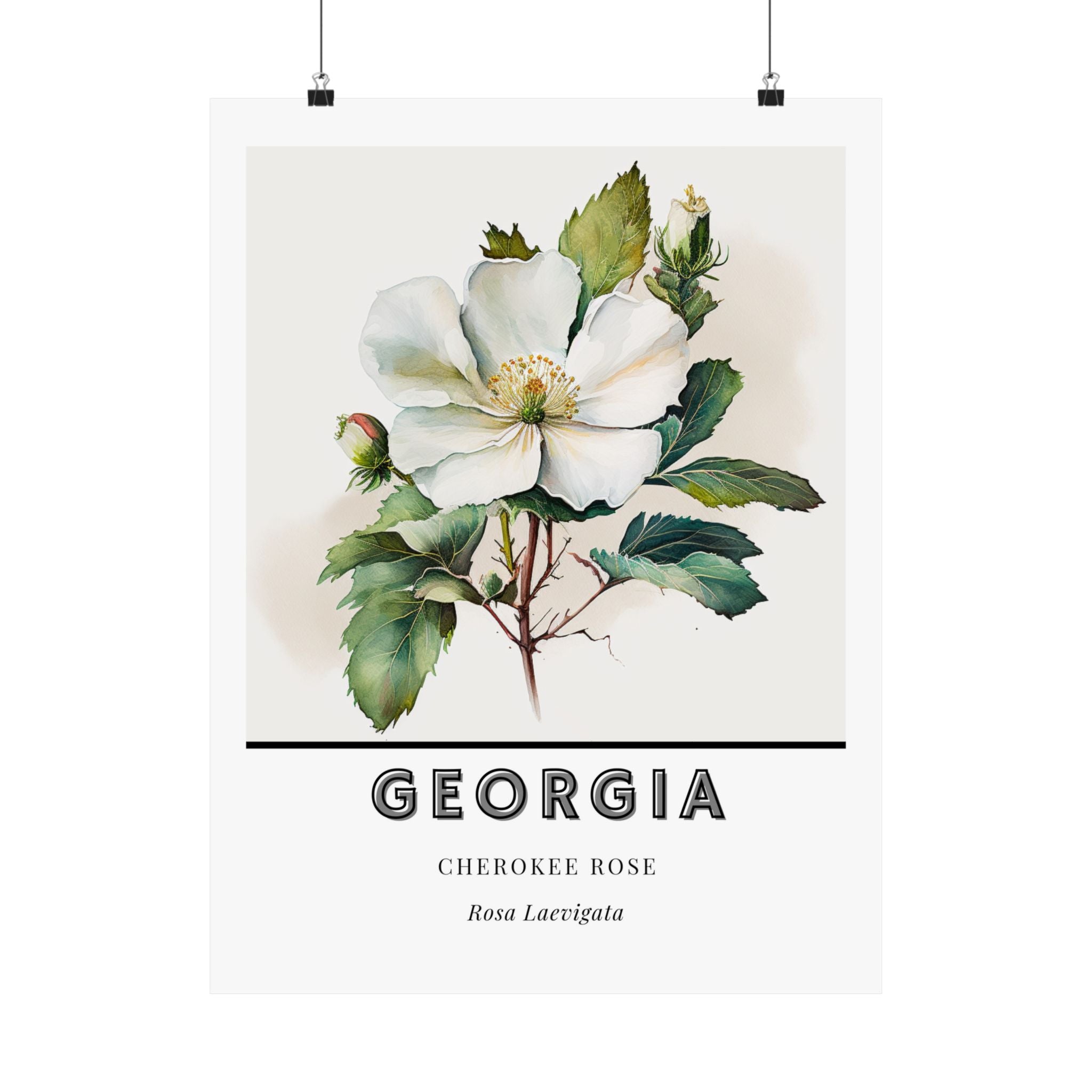 Georgia State Flower Poster - Cherokee Rose Botanical Print