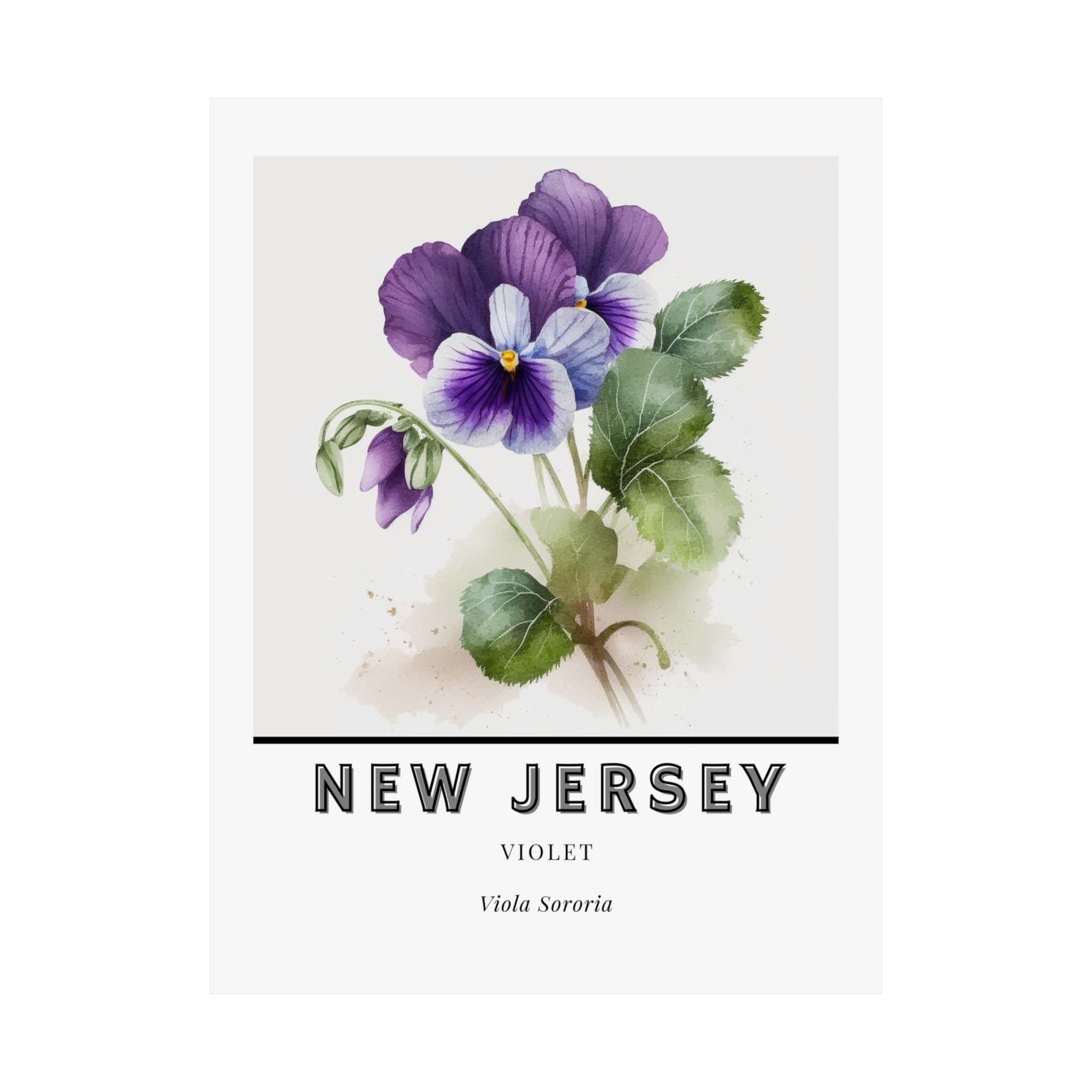 New Jersey State Flower Poster - Violet Botanical Print