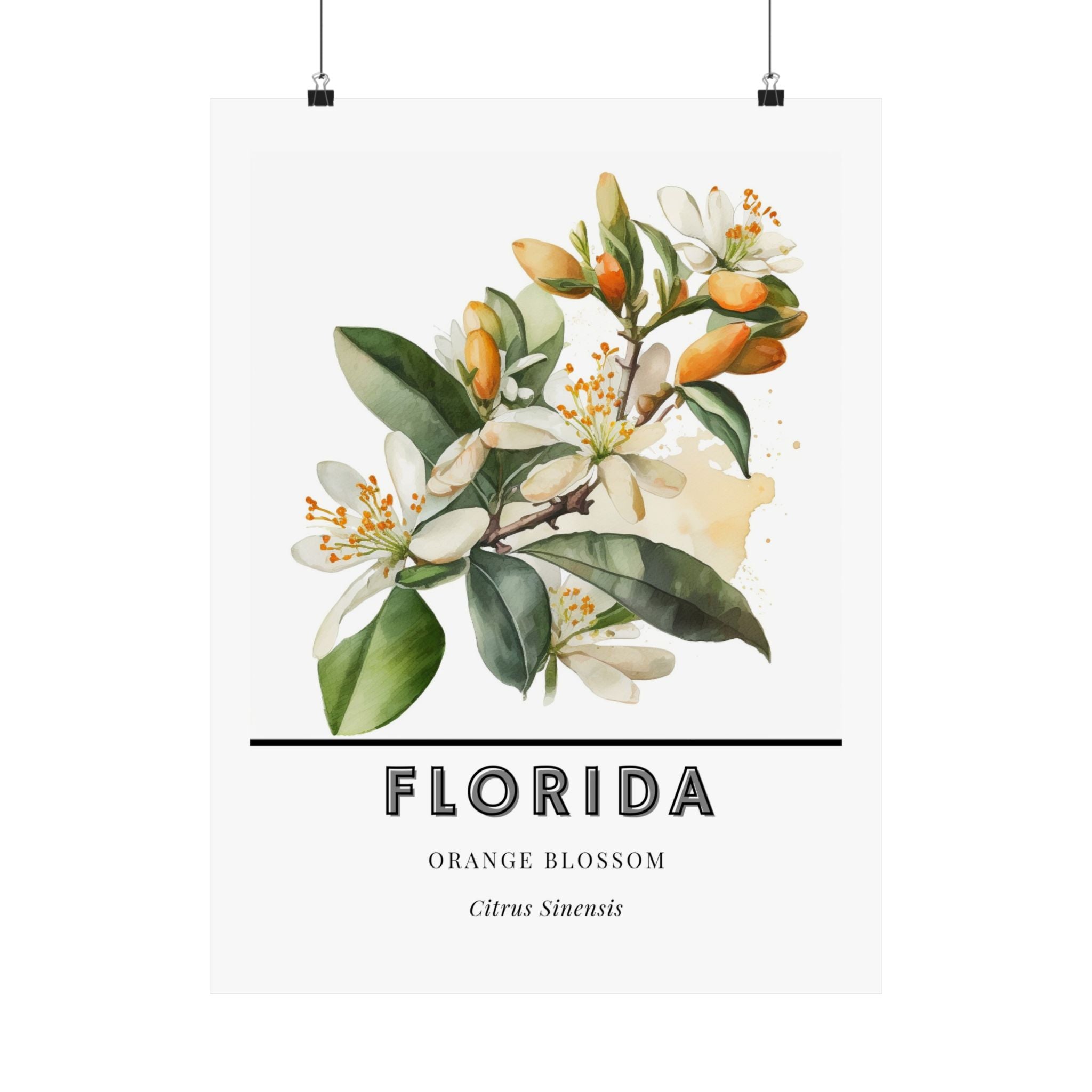 Florida State Flower Poster - Orange Blossom Watercolor Print