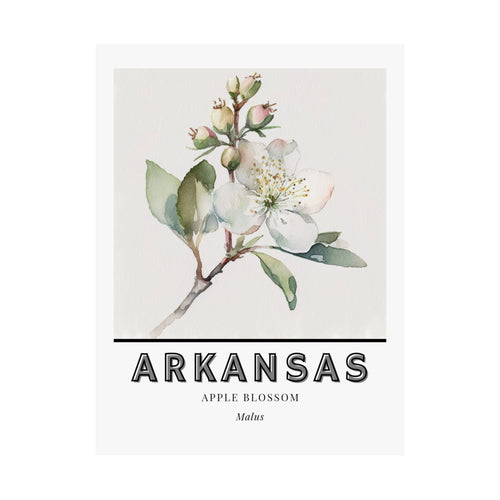 Arkansas State Flower Poster - Apple Blossom Botanical Print