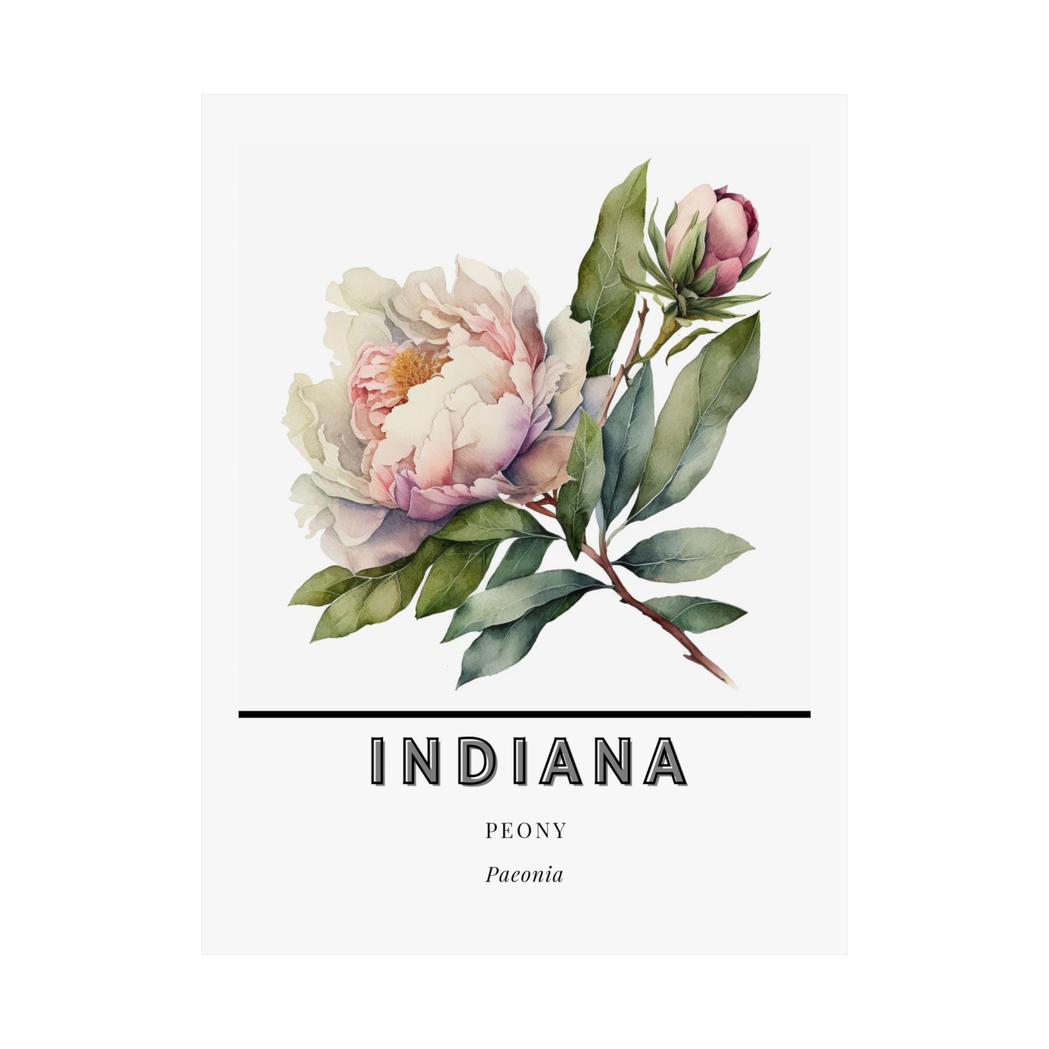 Indiana State Flower Poster - Peony Botanical Print