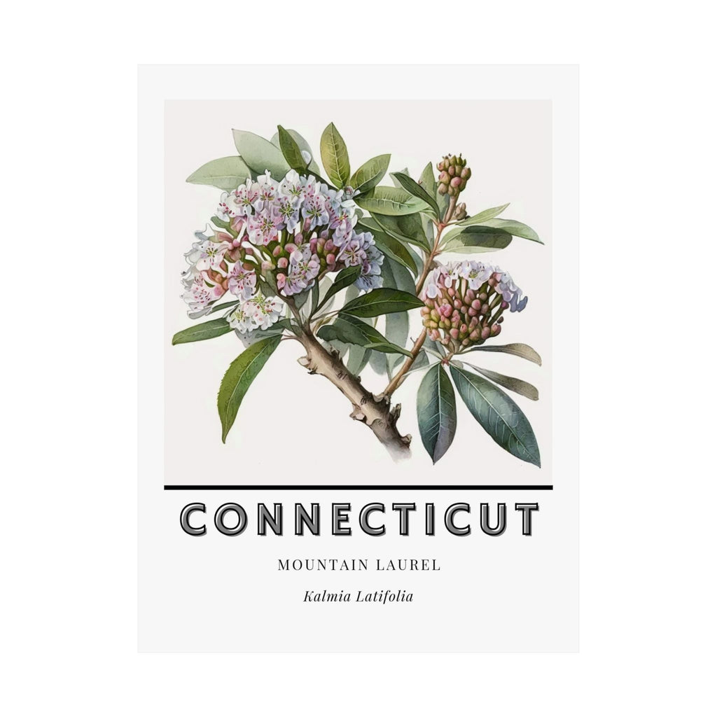 Connecticut State Flower Poster - Mountain Laurel Print