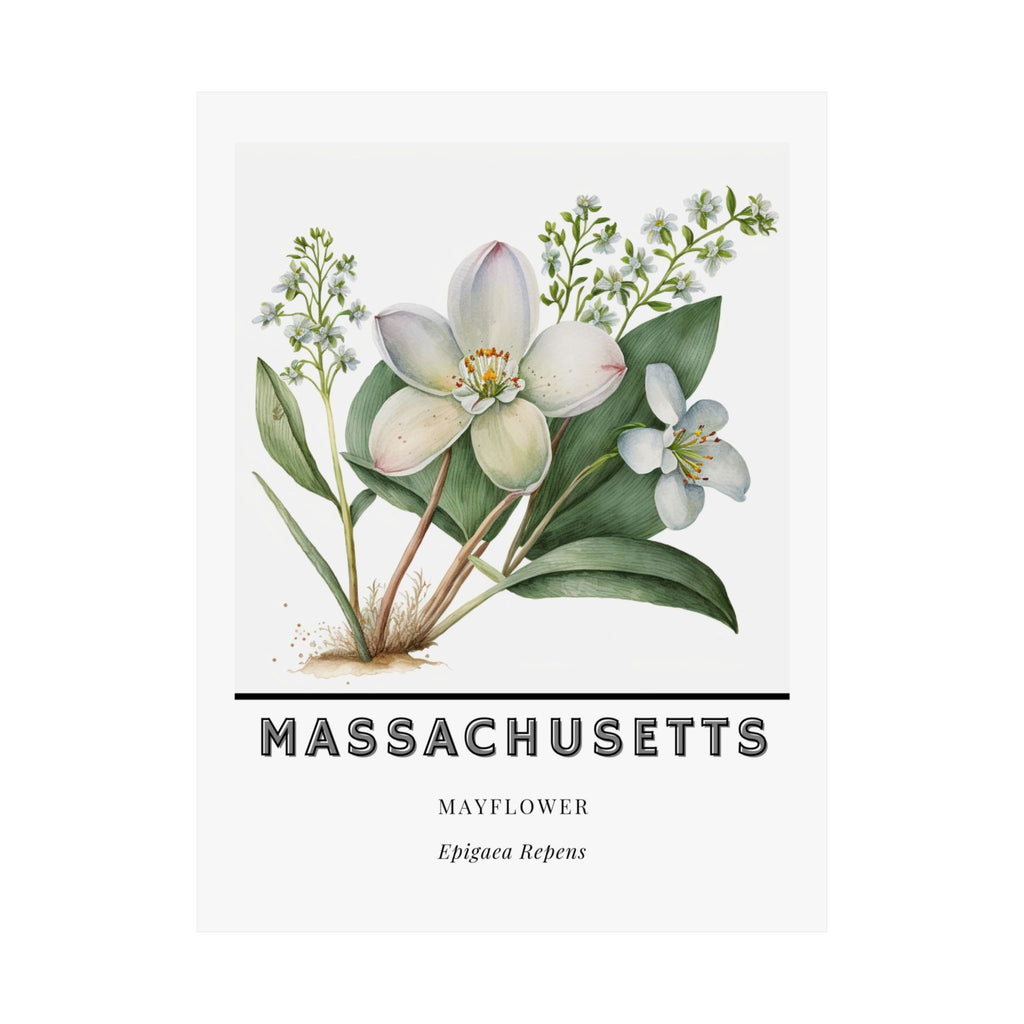 Massachusetts State Flower Poster - Mayflower Print