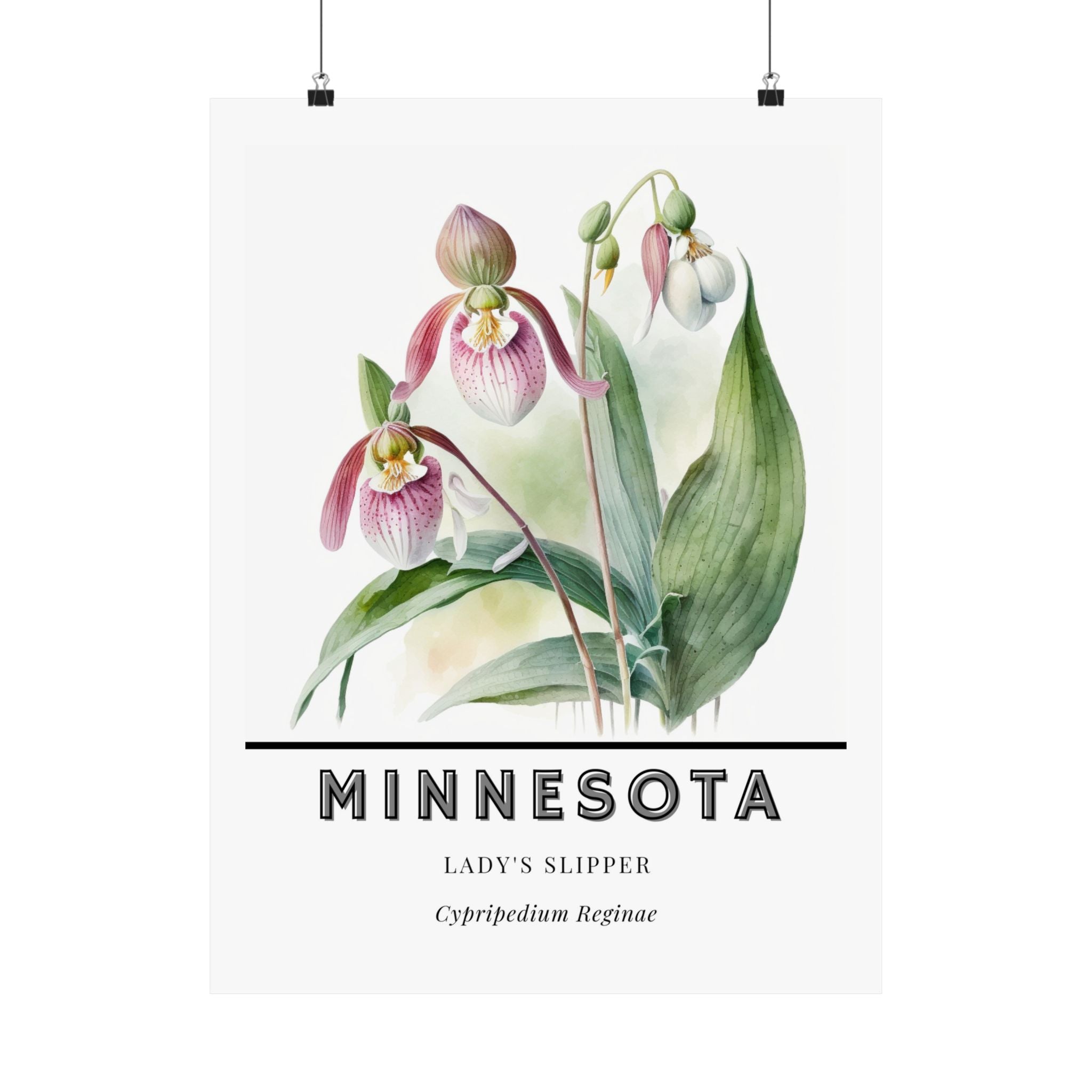 Minnesota State Flower Poster - Lady's Slipper Print
