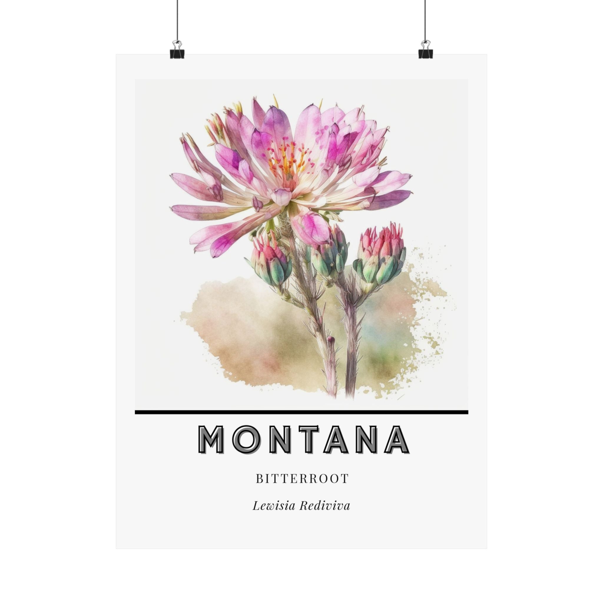 Montana State Flower Poster - Bitterroot Botanical Print
