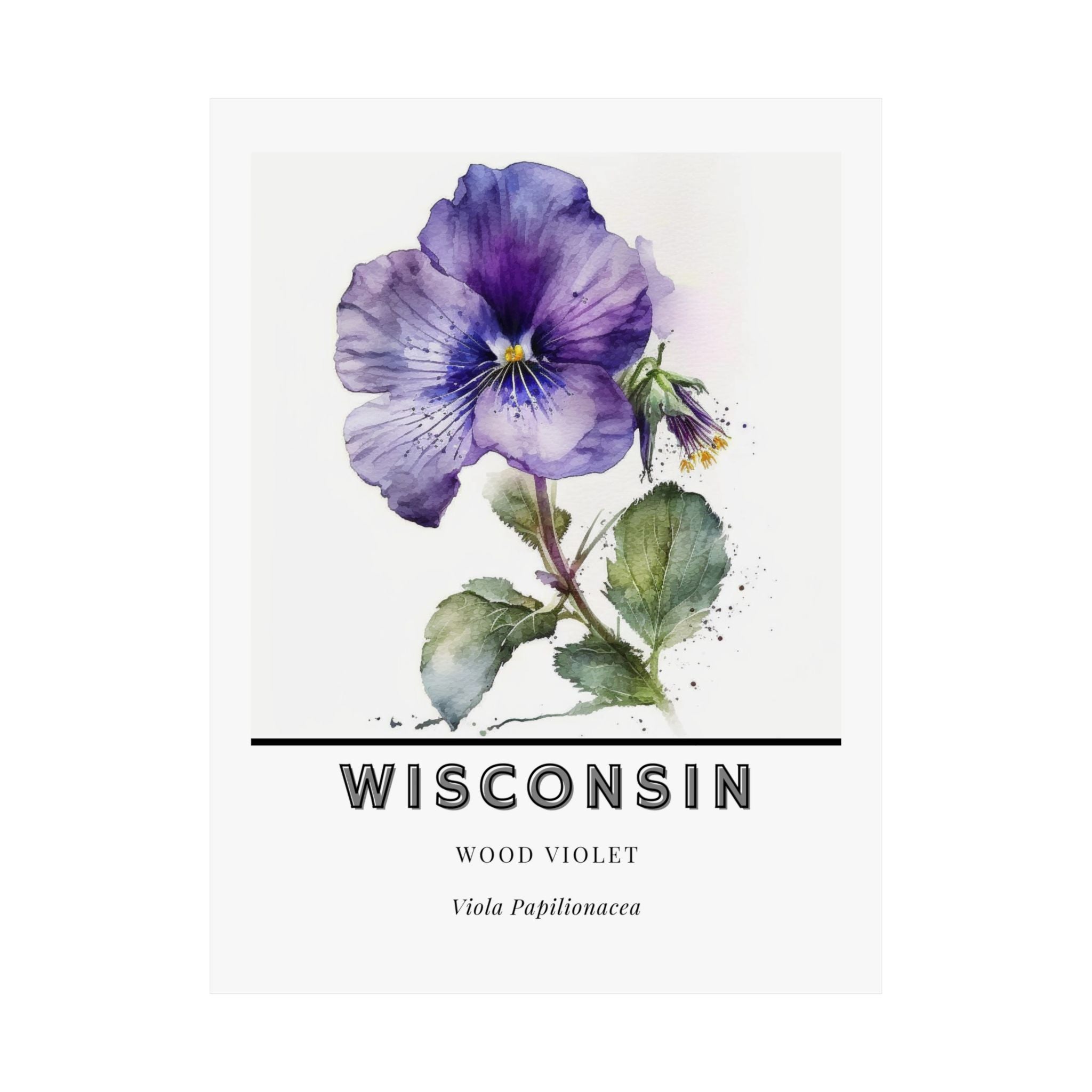 Wisconsin State Flower Poster - Wood Violet Print