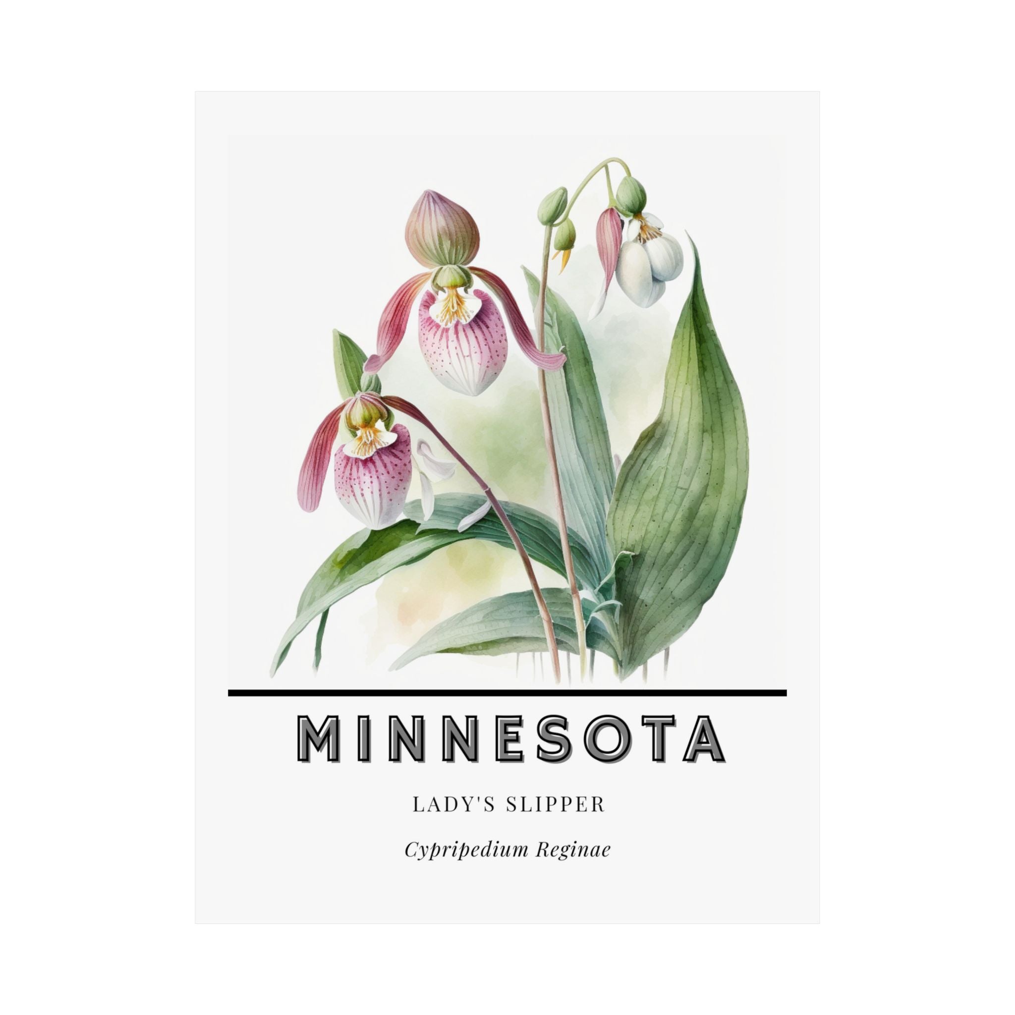 Minnesota State Flower Poster - Lady's Slipper Print