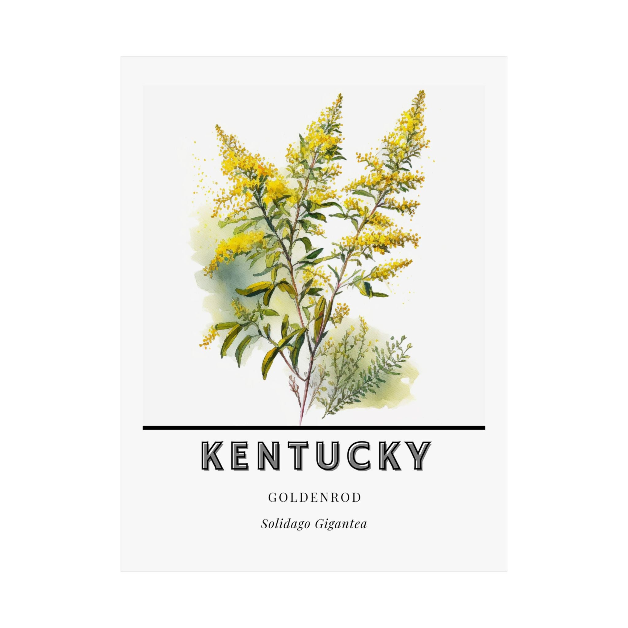 Kentucky State Flower Poster - Goldenrod Botanical Print