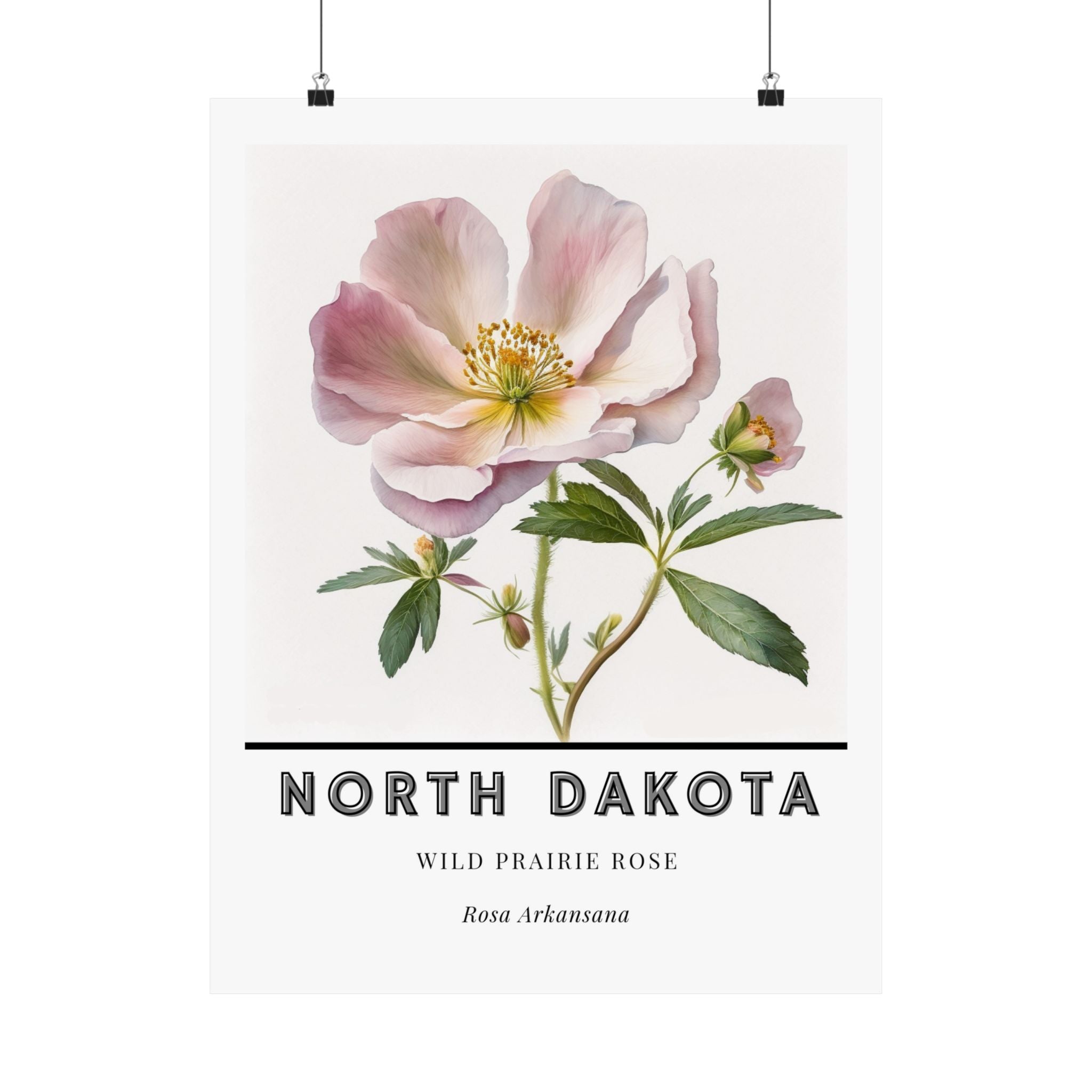 North Dakota State Flower Poster - Wild Prairie Rose Print