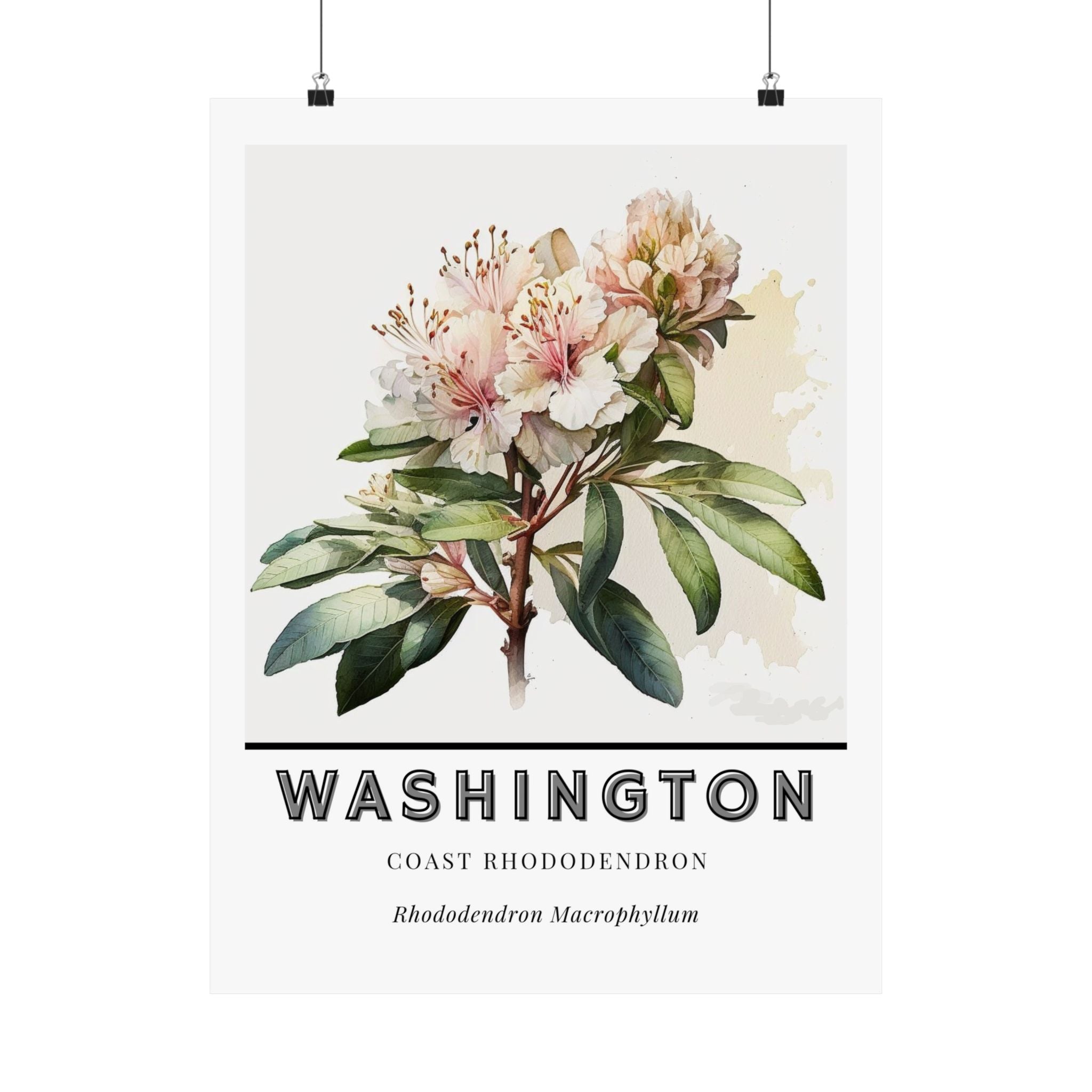 Washington State Flower Poster - Rhododendron Print