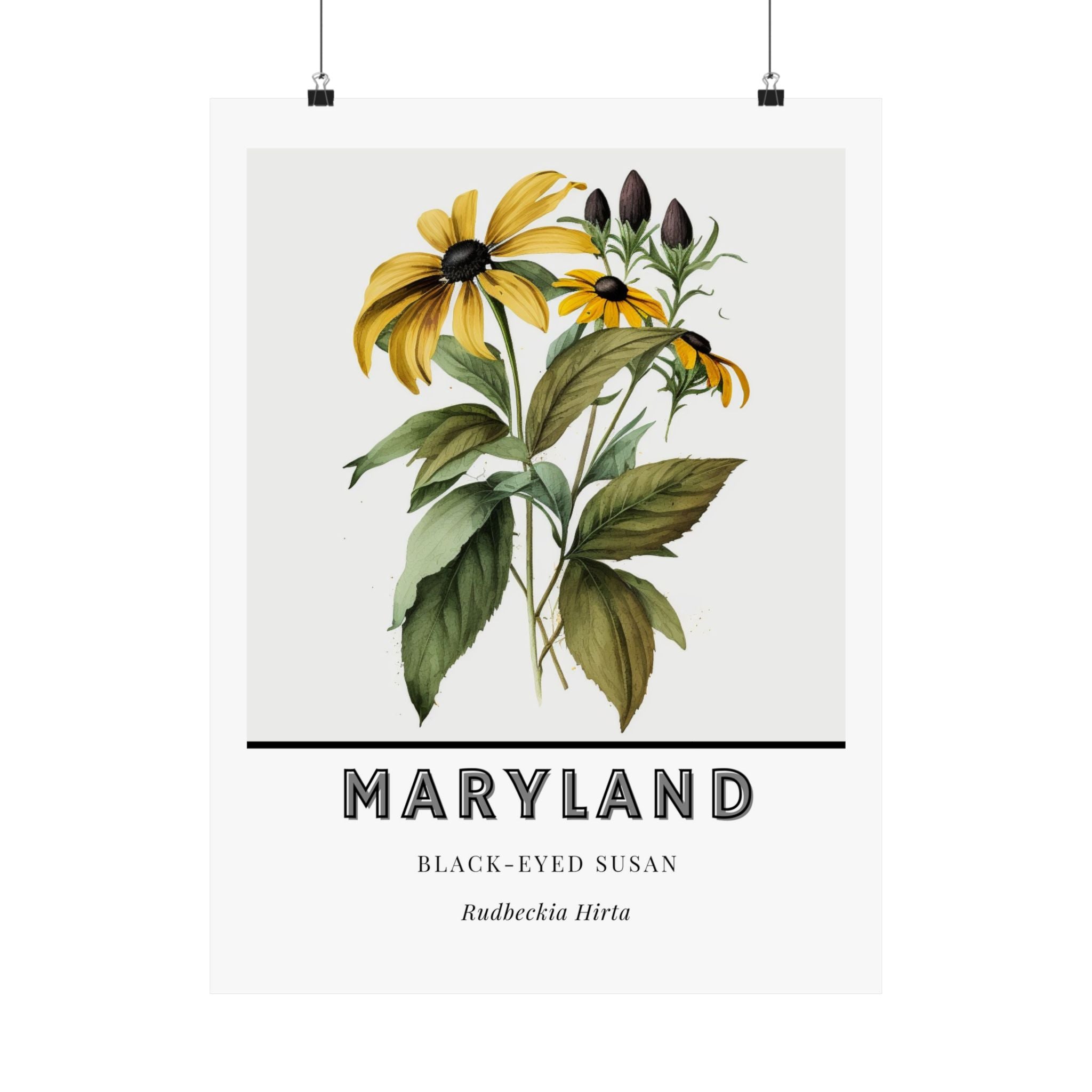 Maryland State Flower Poster - Black-Eyed Susan Print
