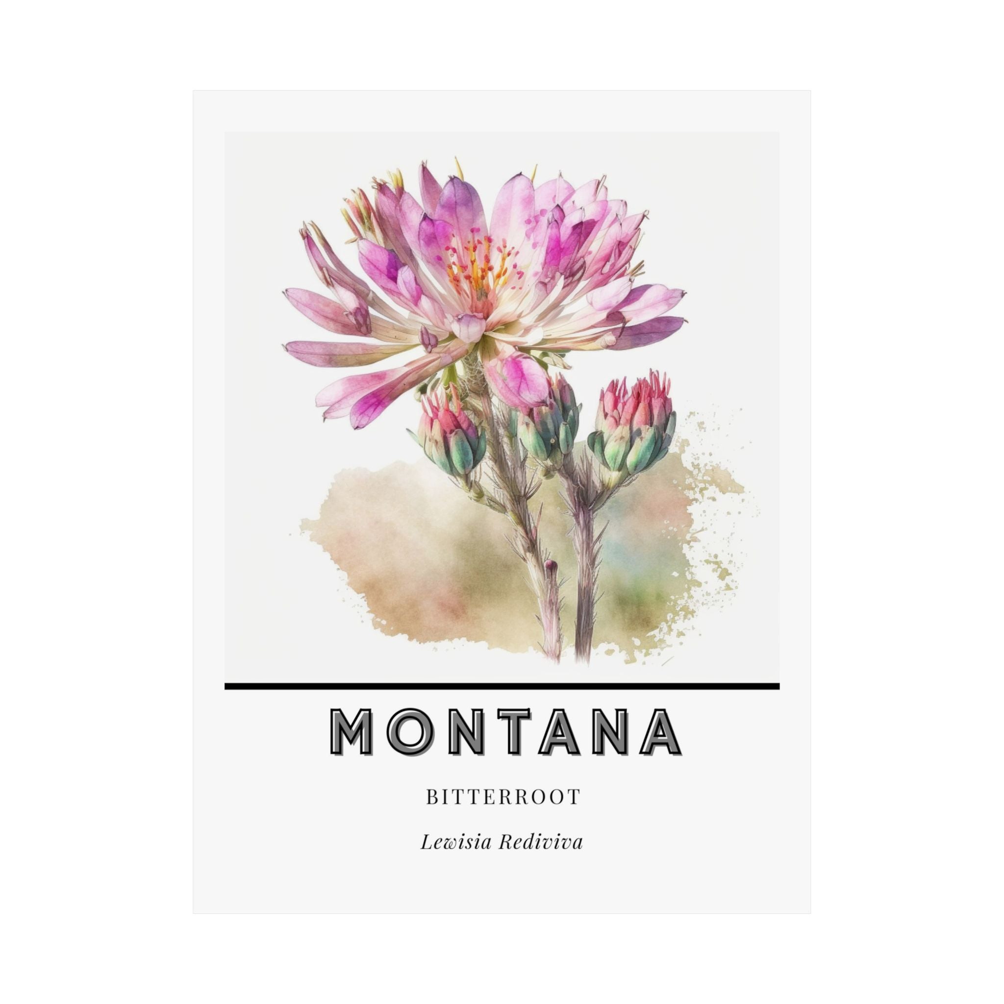 Montana State Flower Poster - Bitterroot Botanical Print
