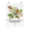 Missouri State Flower Poster - Hawthorn Watercolor Print