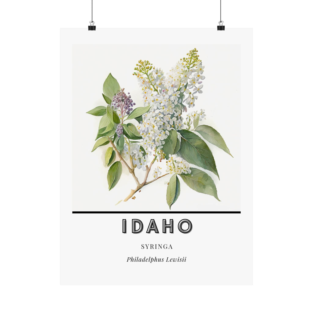 Idaho State Flower Poster - Syringa Mock Orange Print