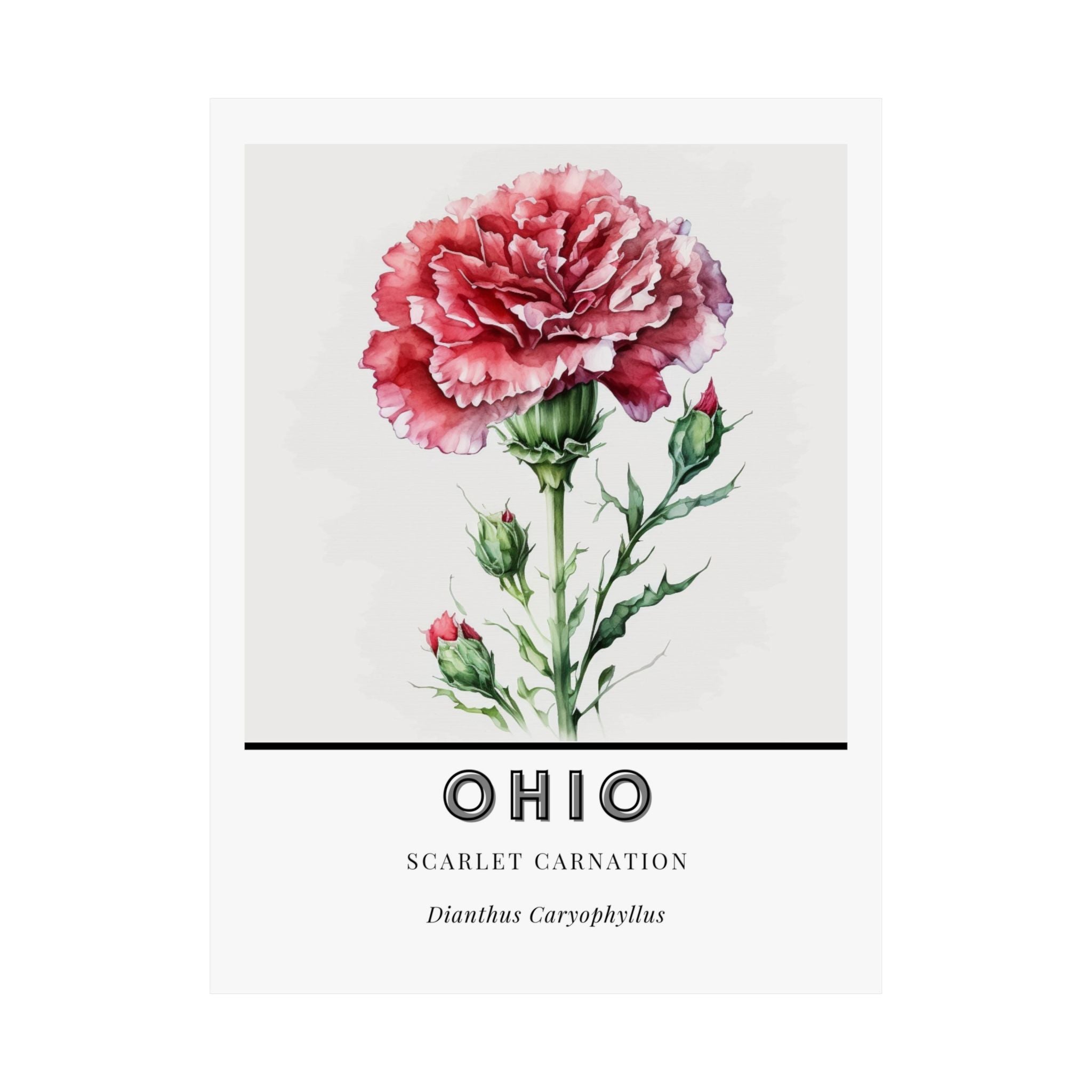 Ohio State Flower Poster - Scarlet Carnation Print
