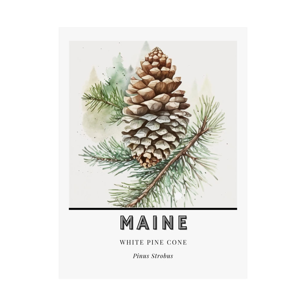 Maine State Flower Poster - White Pine Cone Tassel Print