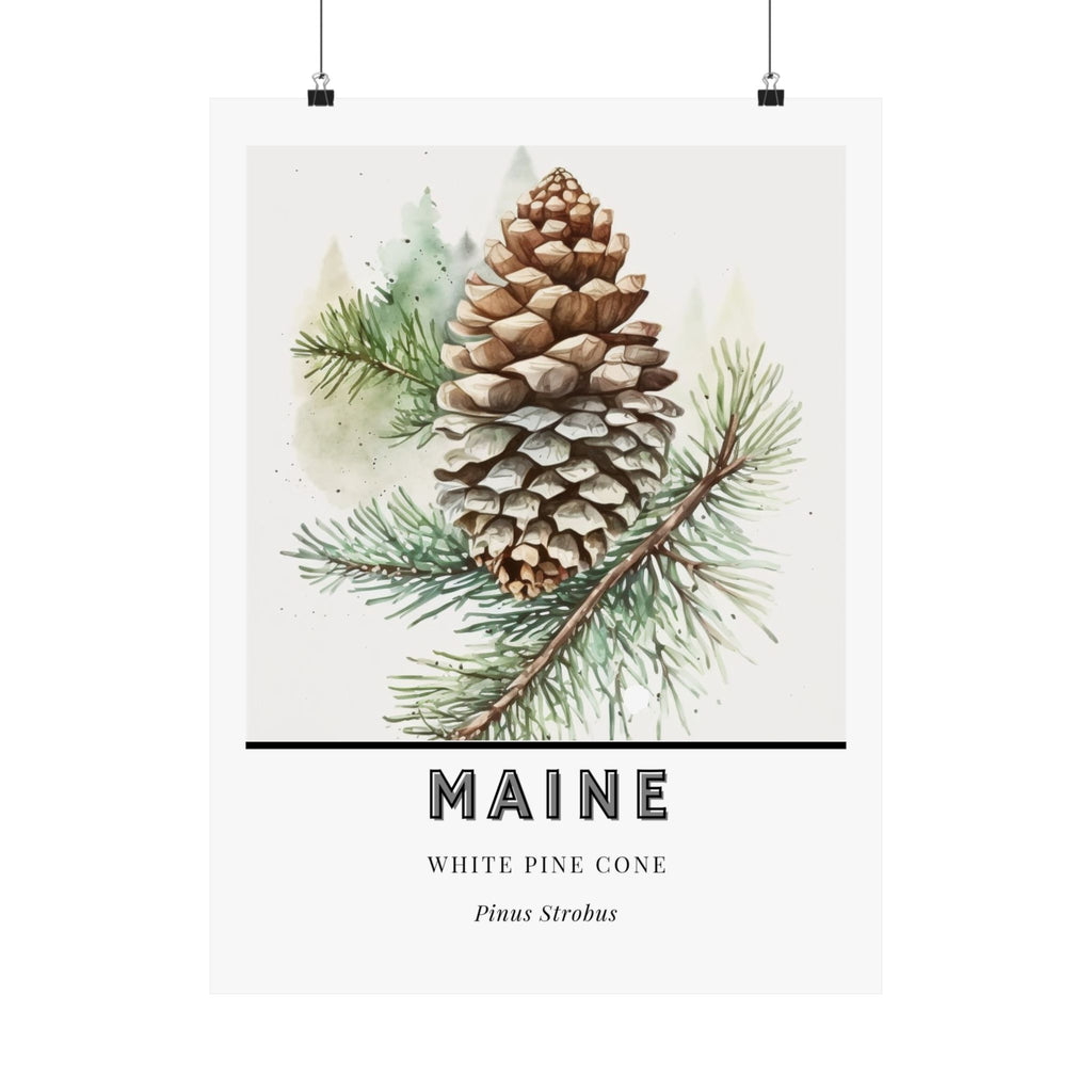 Maine State Flower Poster - White Pine Cone Tassel Print