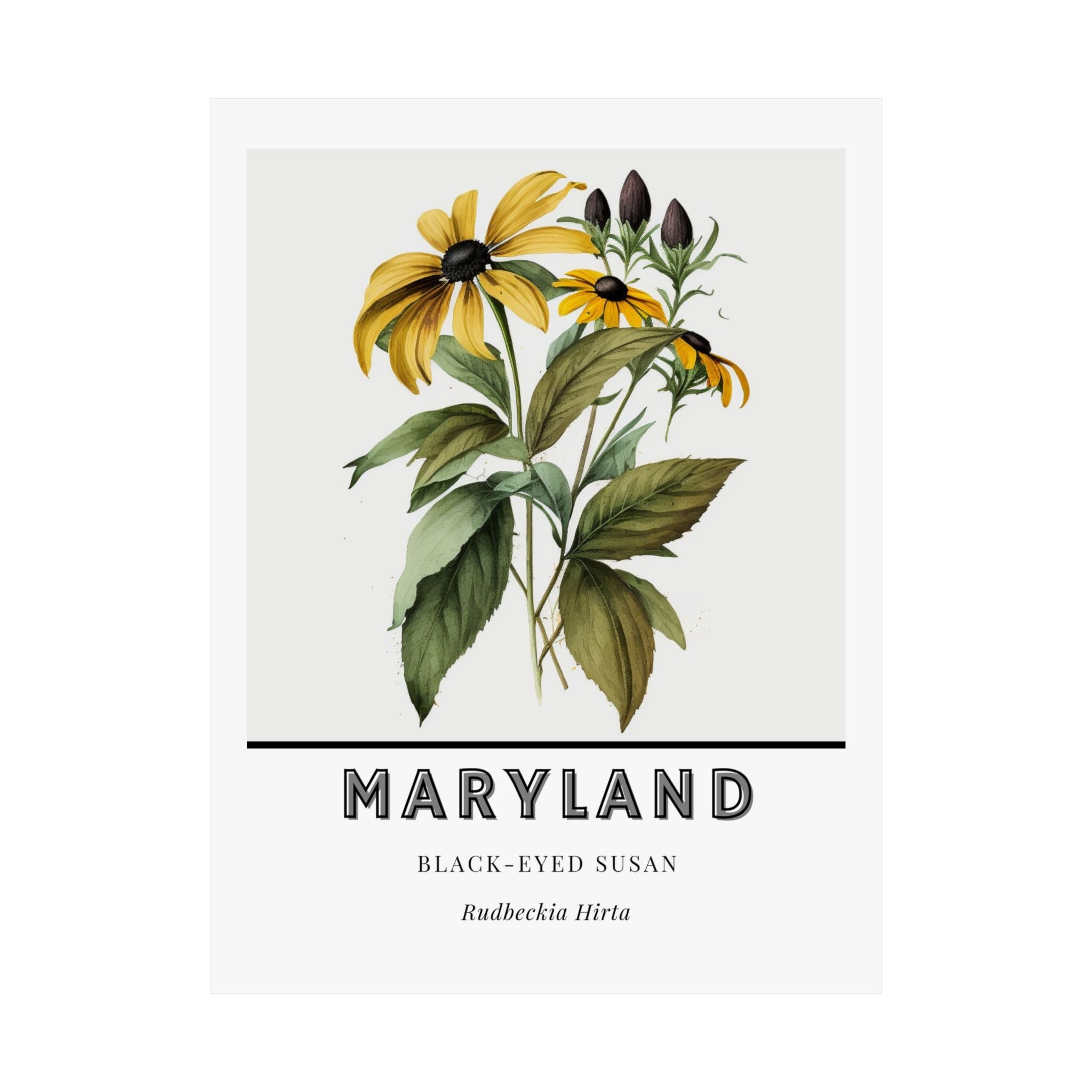Maryland State Flower Poster - Black-Eyed Susan Print