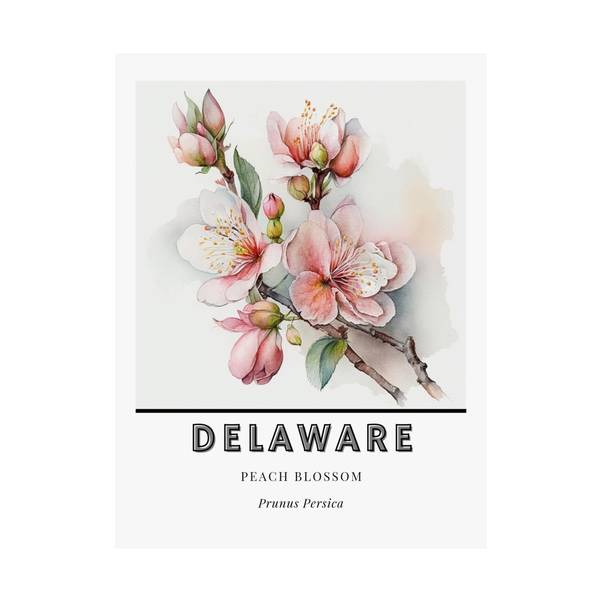 Delaware State Flower Poster - Peach Blossom Botanical Print