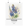 Texas State Flower Poster - Bluebonnet Botanical Print