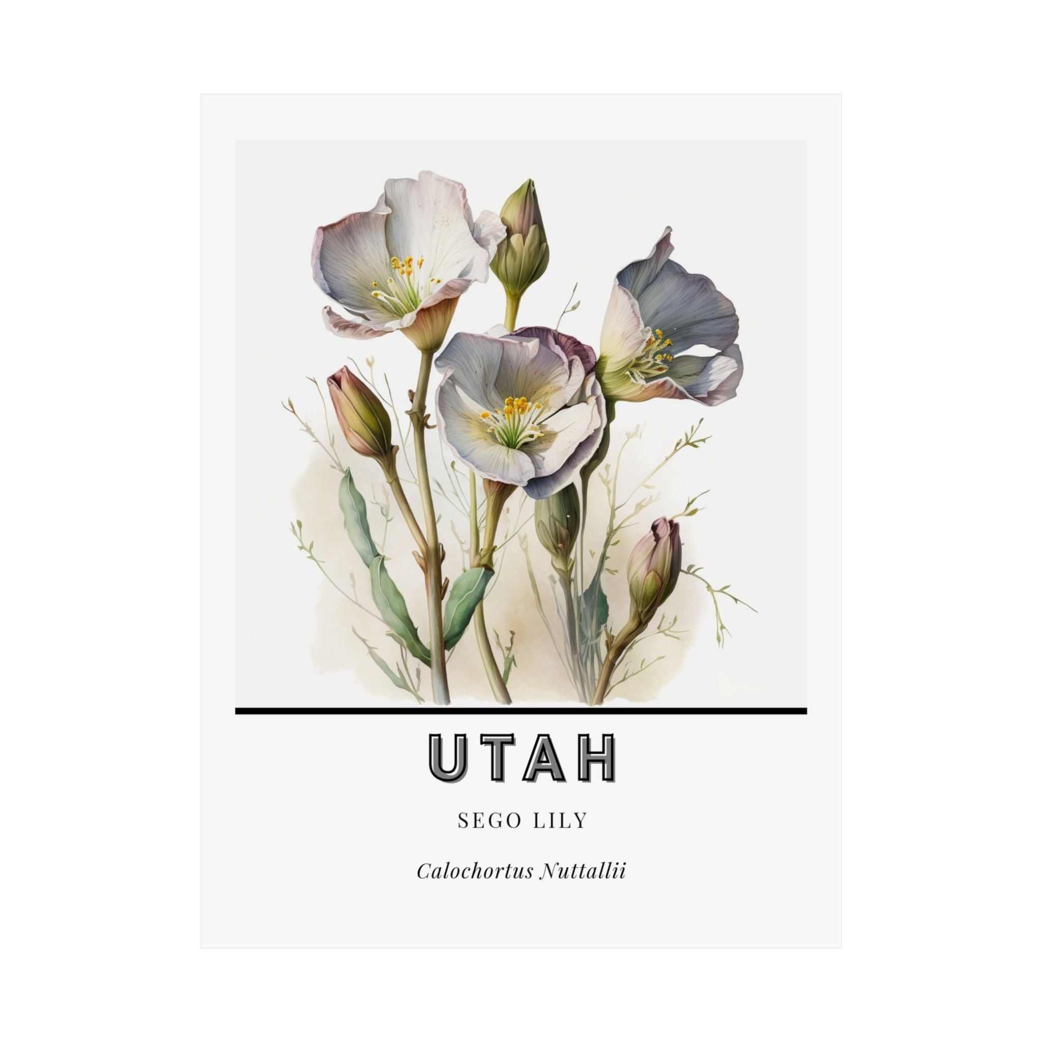 Utah State Flower Poster - Sego Lily Watercolor Print