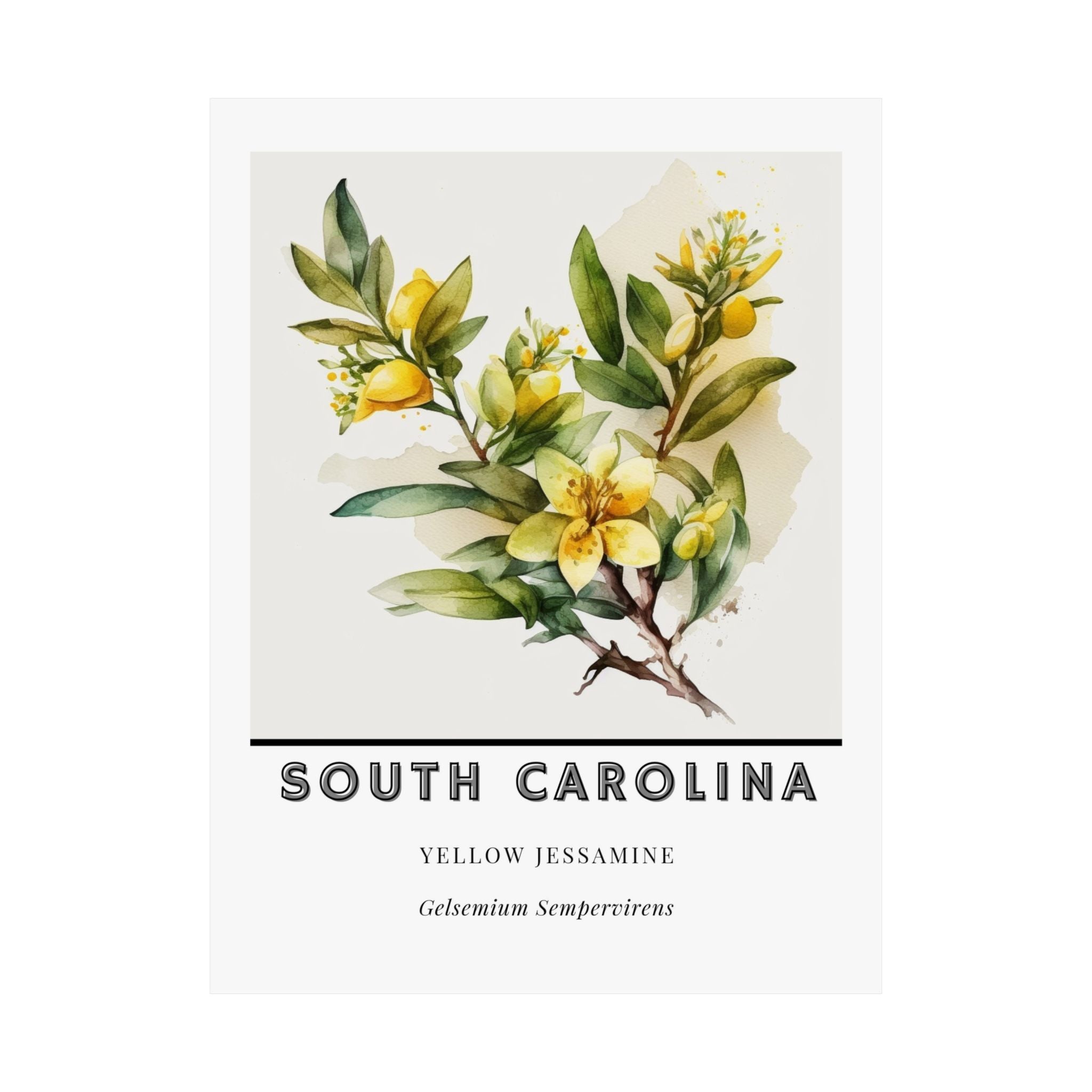South Carolina State Flower Poster - Yellow Jessamine Print