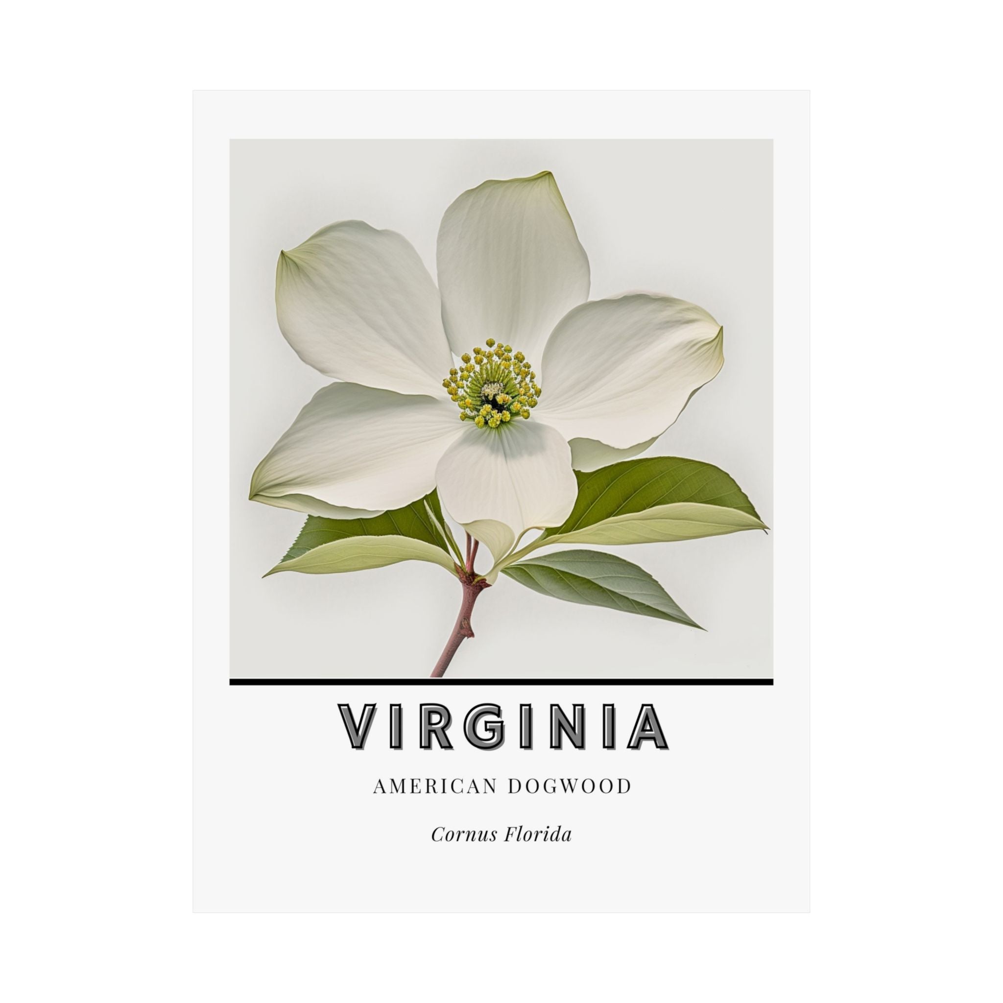 Virginia State Flower Poster - Dogwood Watercolor Print