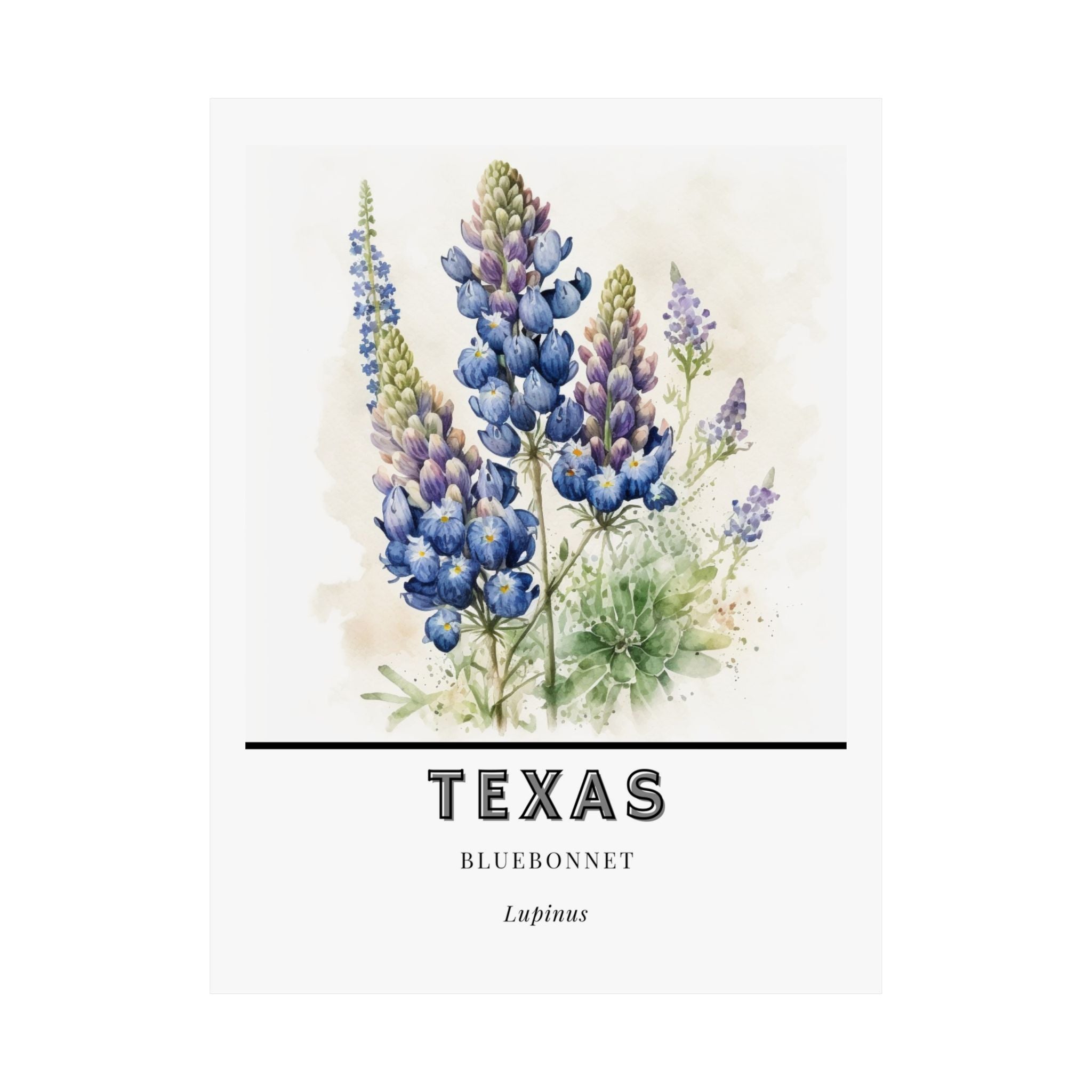 Texas State Flower Poster - Bluebonnet Botanical Print